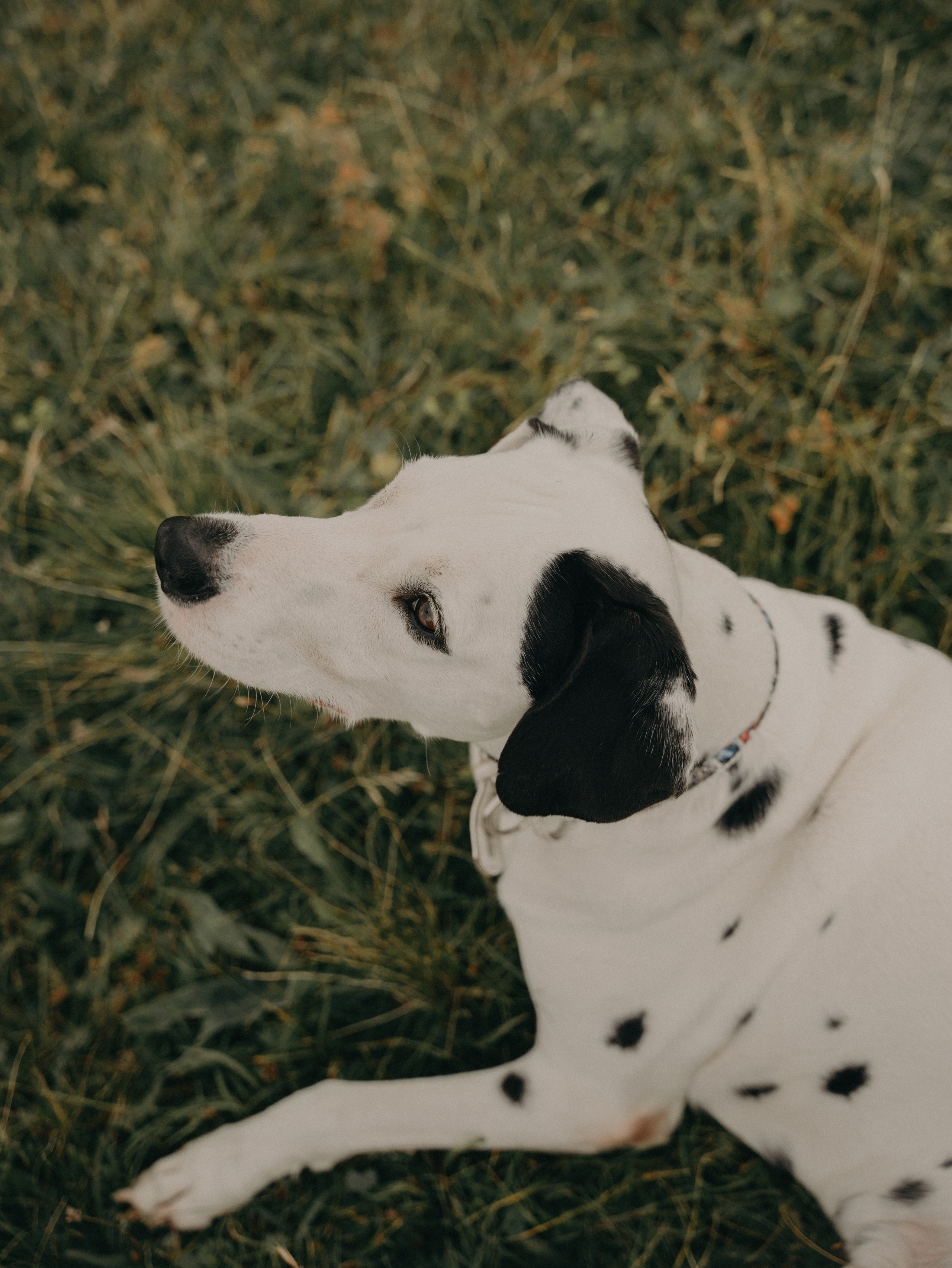 А&А. Свадебный фотограф Ирина Беляева Пятигорск|Кисловодск|Эльбрус|Домбай