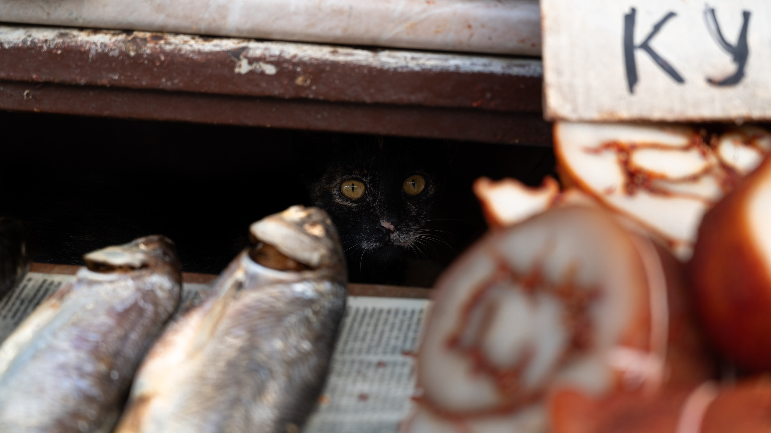 Животные. ПОБУДЬ ЗДЕСЬ И ЦЕЛЕЕ БУДЕТ ЭТОТ МИР