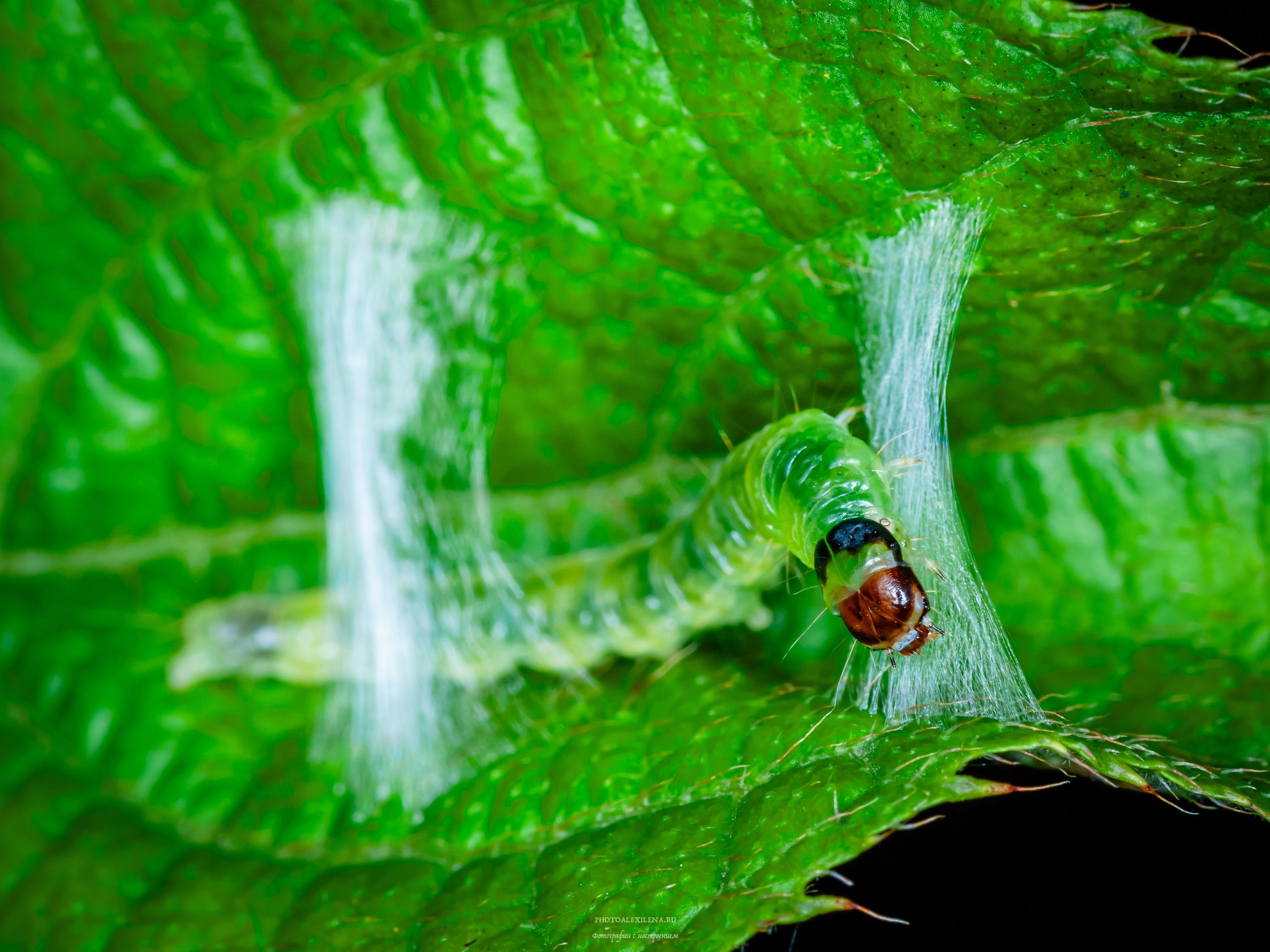 Все оттенки зелёного. Авторские стильные фотокартины