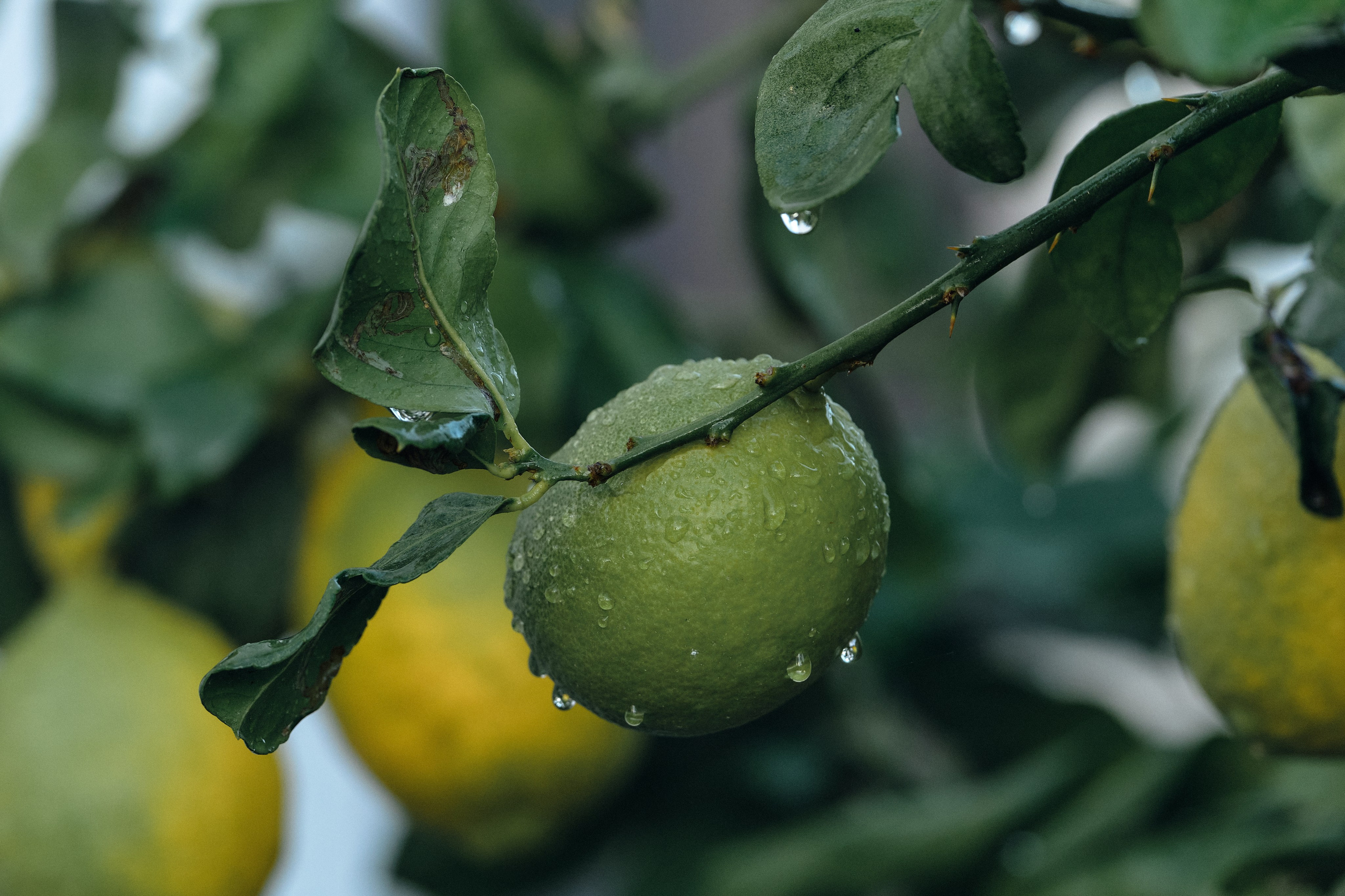 Cyprus > 2023 / kat. Aleksandr Kobtsev