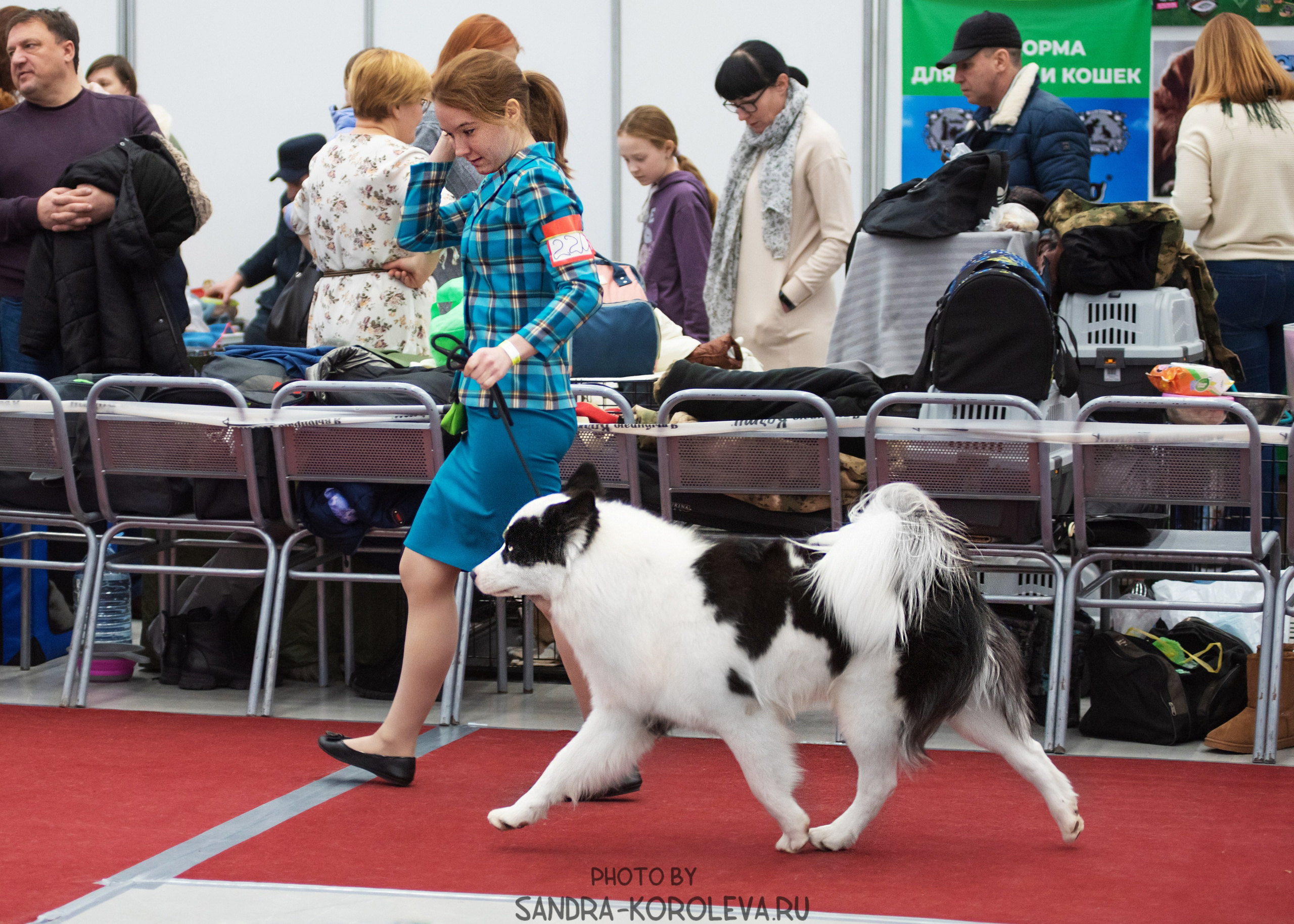 Выставка собак тюмень 10.12.2022. Дог-фотограф в Тюмени Александра Королева