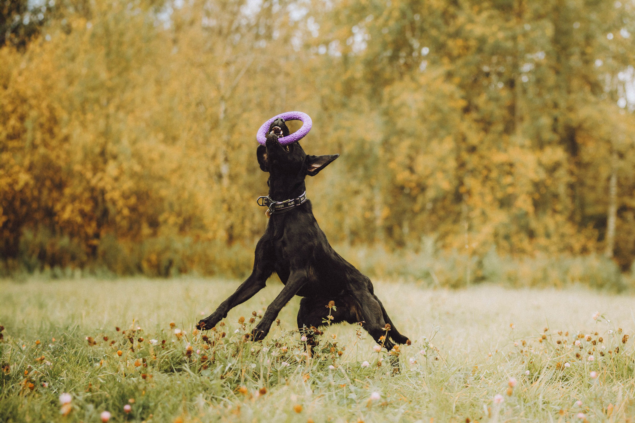 Аня, Нео и Луна