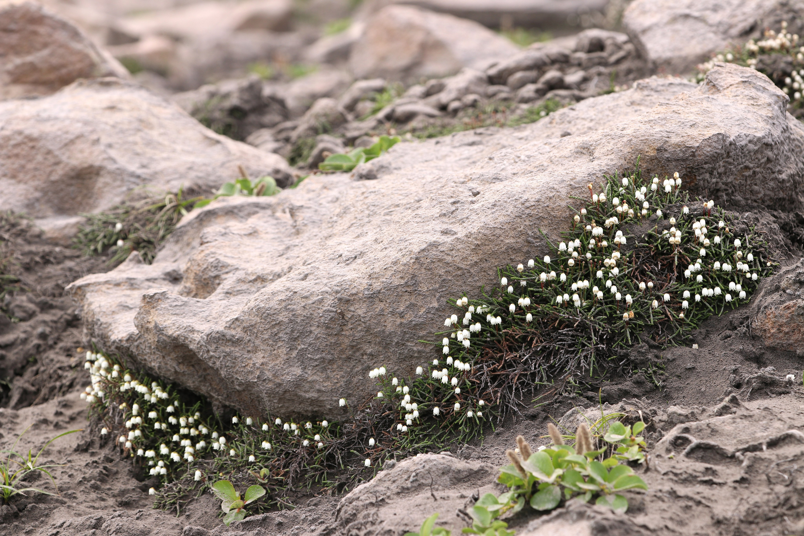 Камчатка и о. Парамушир. Июль 2024. Путешественник-фотограф из Санкт-Петербурга Татьяна Свистулина