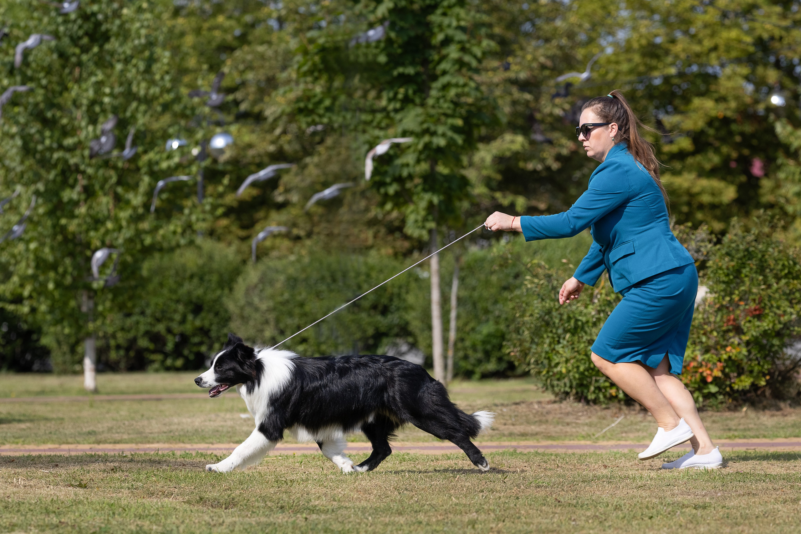 Фотосессия Перса и Дизеля. Купить щенка Вельш-корги-кардиган в семейном питомнике — Ice Fantasy