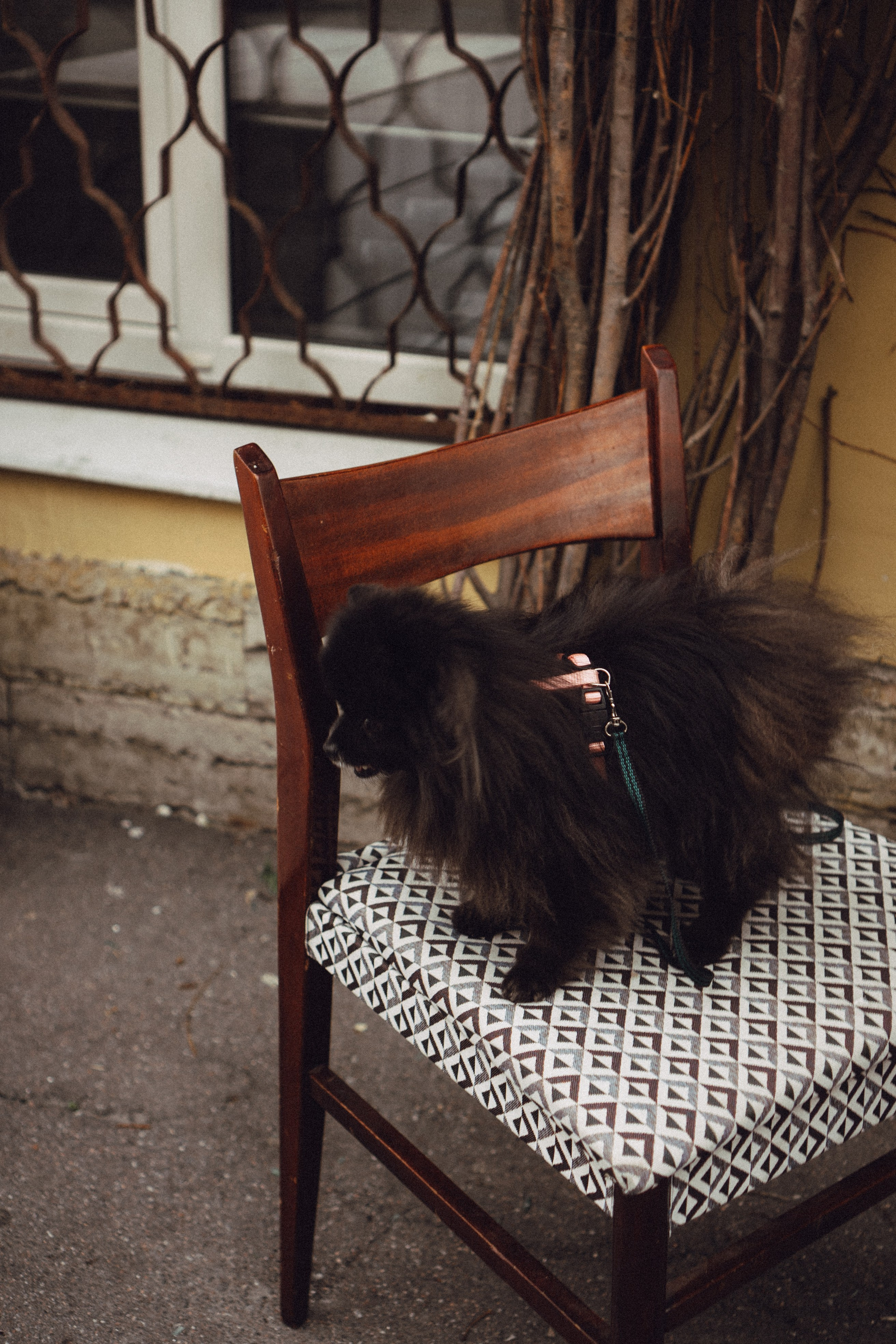 Беременность (только часть фото по желанию клиентов могу показать)). Профессиональный фотограф, Санкт-Петербург — Виктория Богомолова