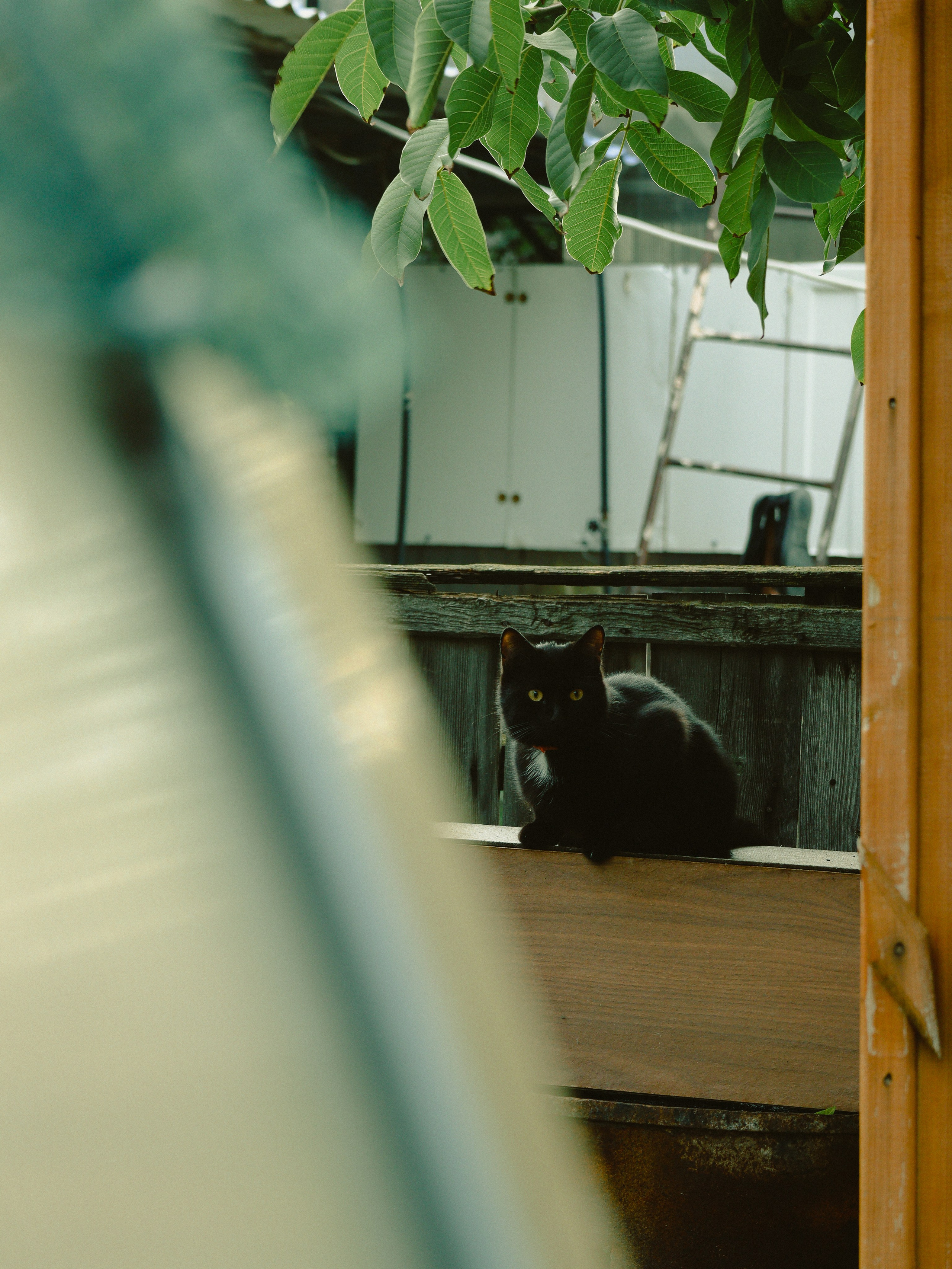 Питомцы. Кинематографичный фотограф, видеограф Лина Плешакова, Санкт-Петербург
