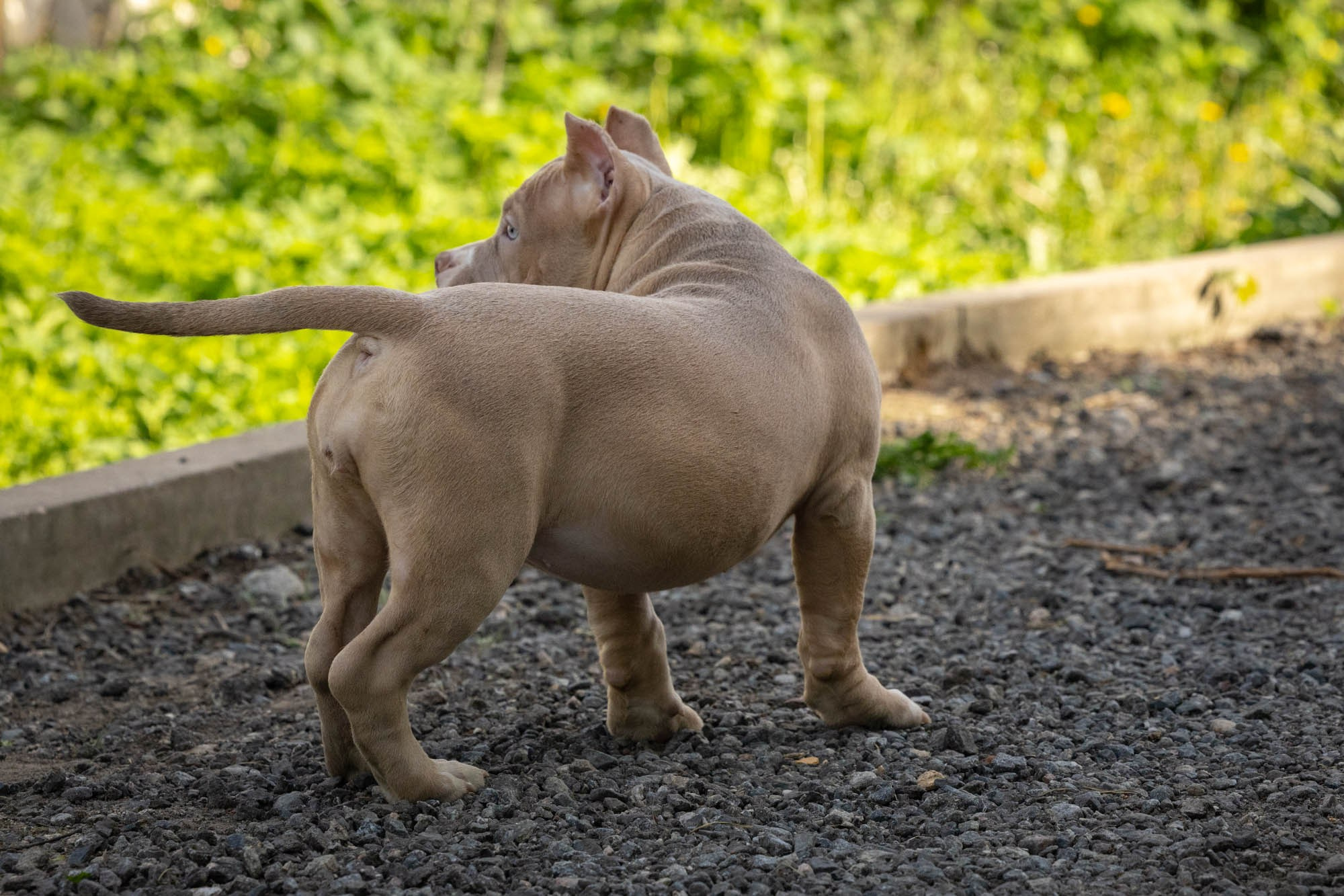 Щенки Тэя. Виктория Михайловская. Фотограф-анималист. Москва
