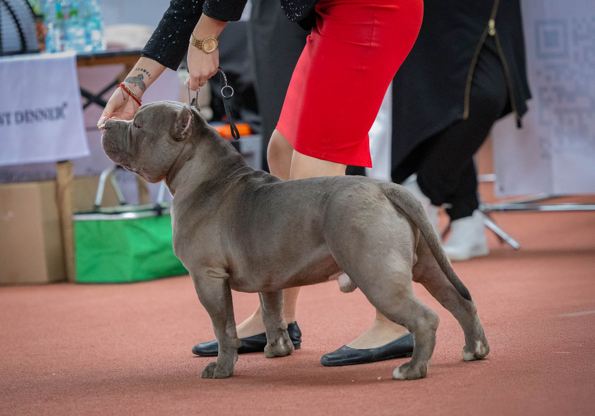 IDBC. Виктория Михайловская. Фотограф-анималист. Москва