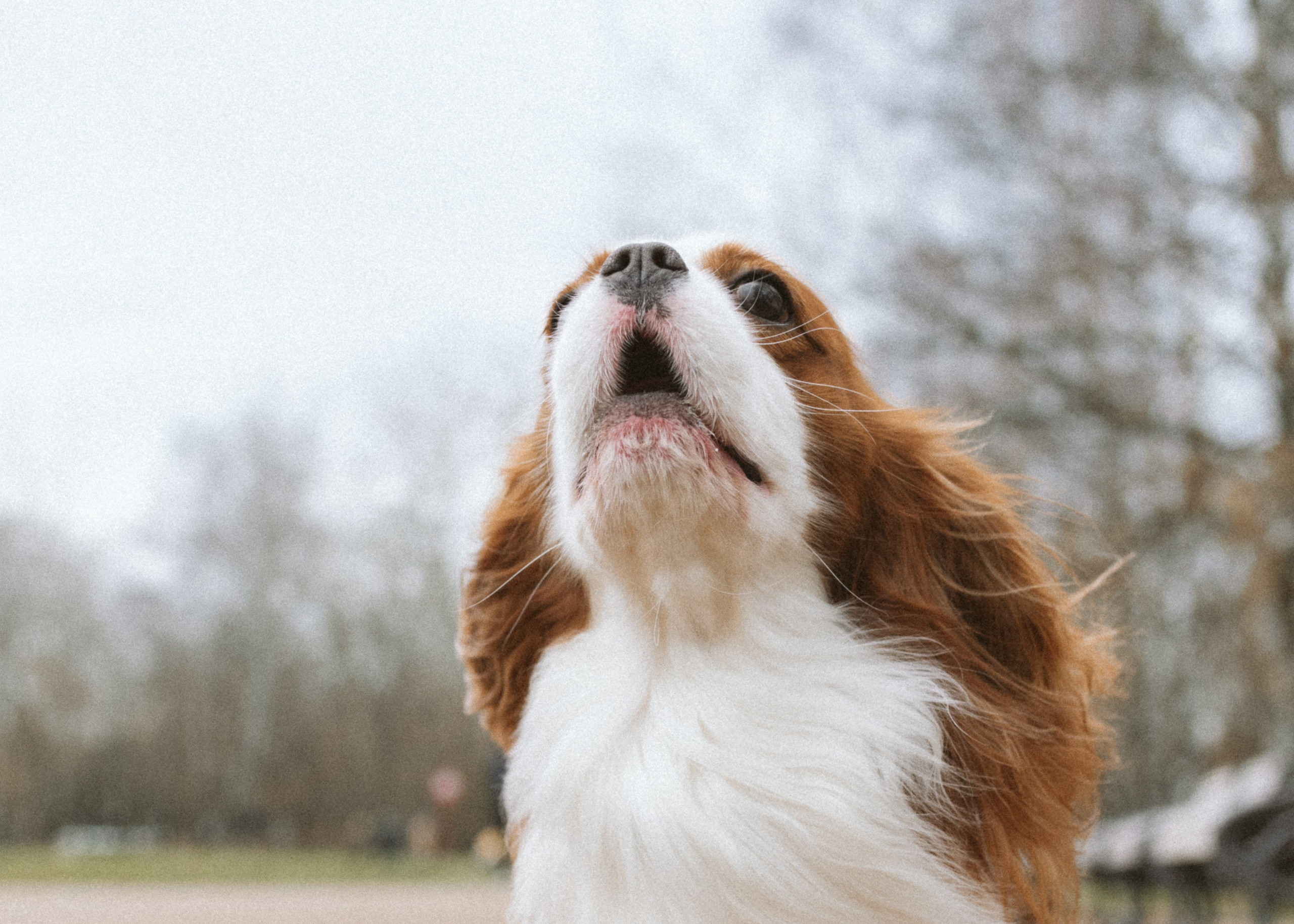 Настя и Тэйлор. Фотограф анималист в Москве Ольга Агушева