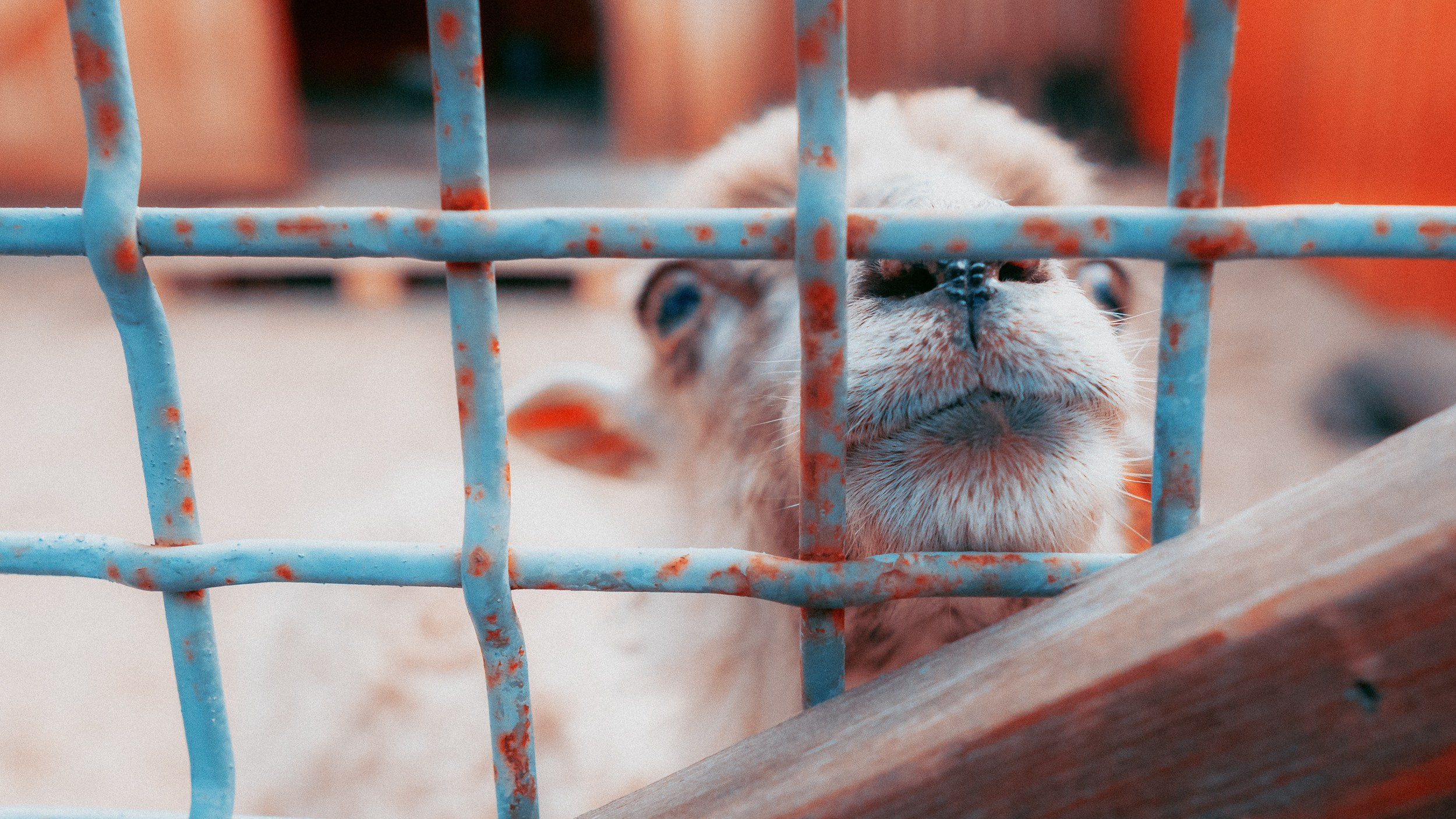 Зоопарк '22. Фёдор Малюгин. Ваш бади в визуале