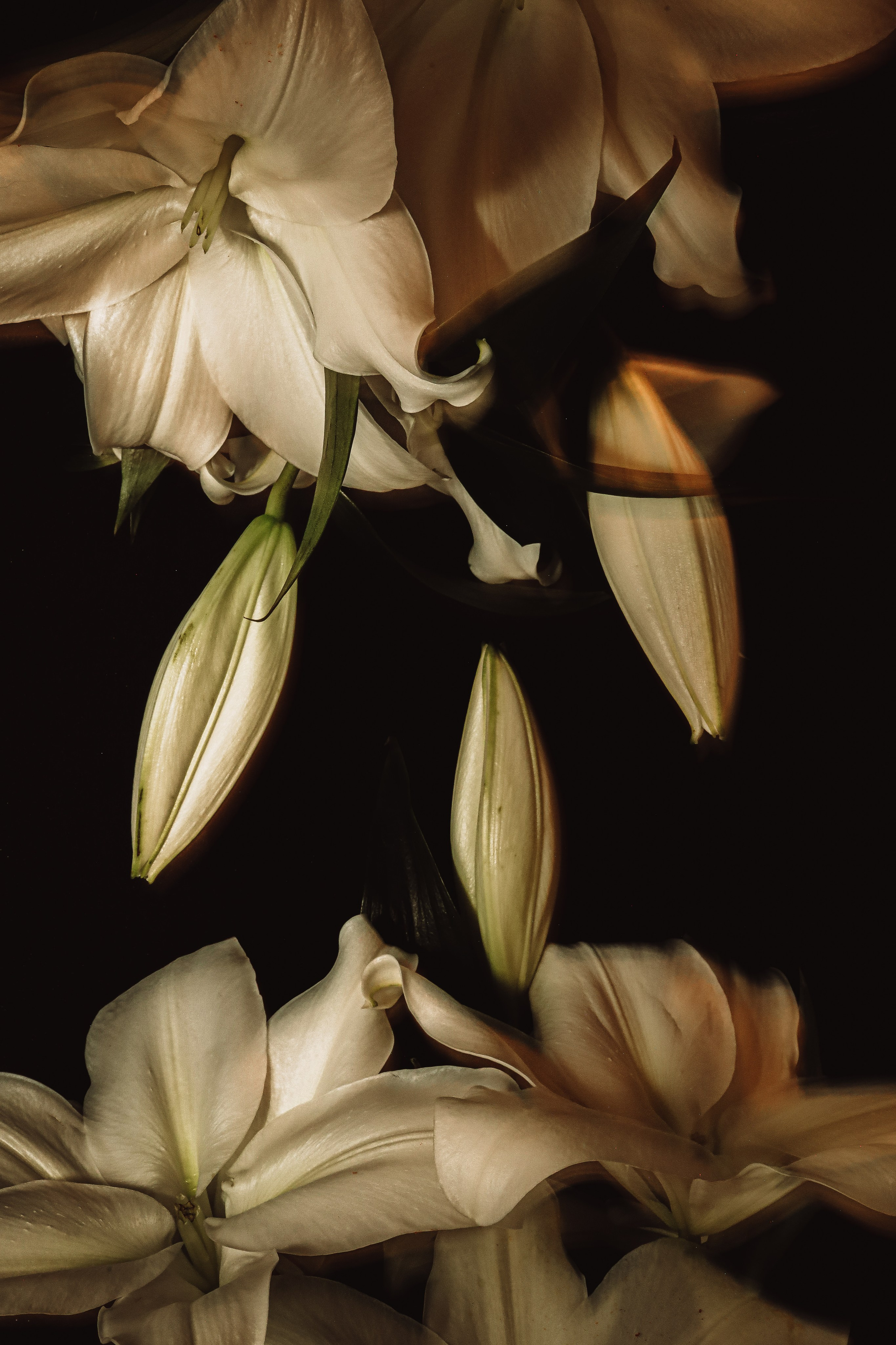 Природа &. Фотохудожник в СПб