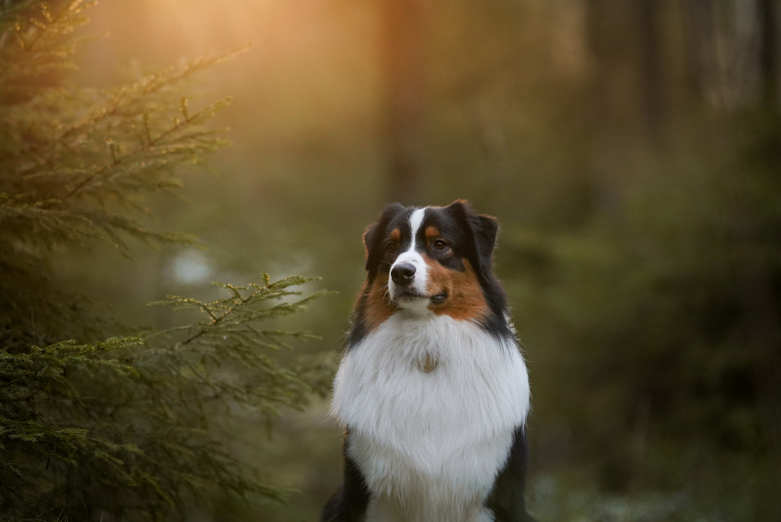 Бэст Айла и Панда. Фотограф-анималист в Санкт-Петербурге Яна Мартынова