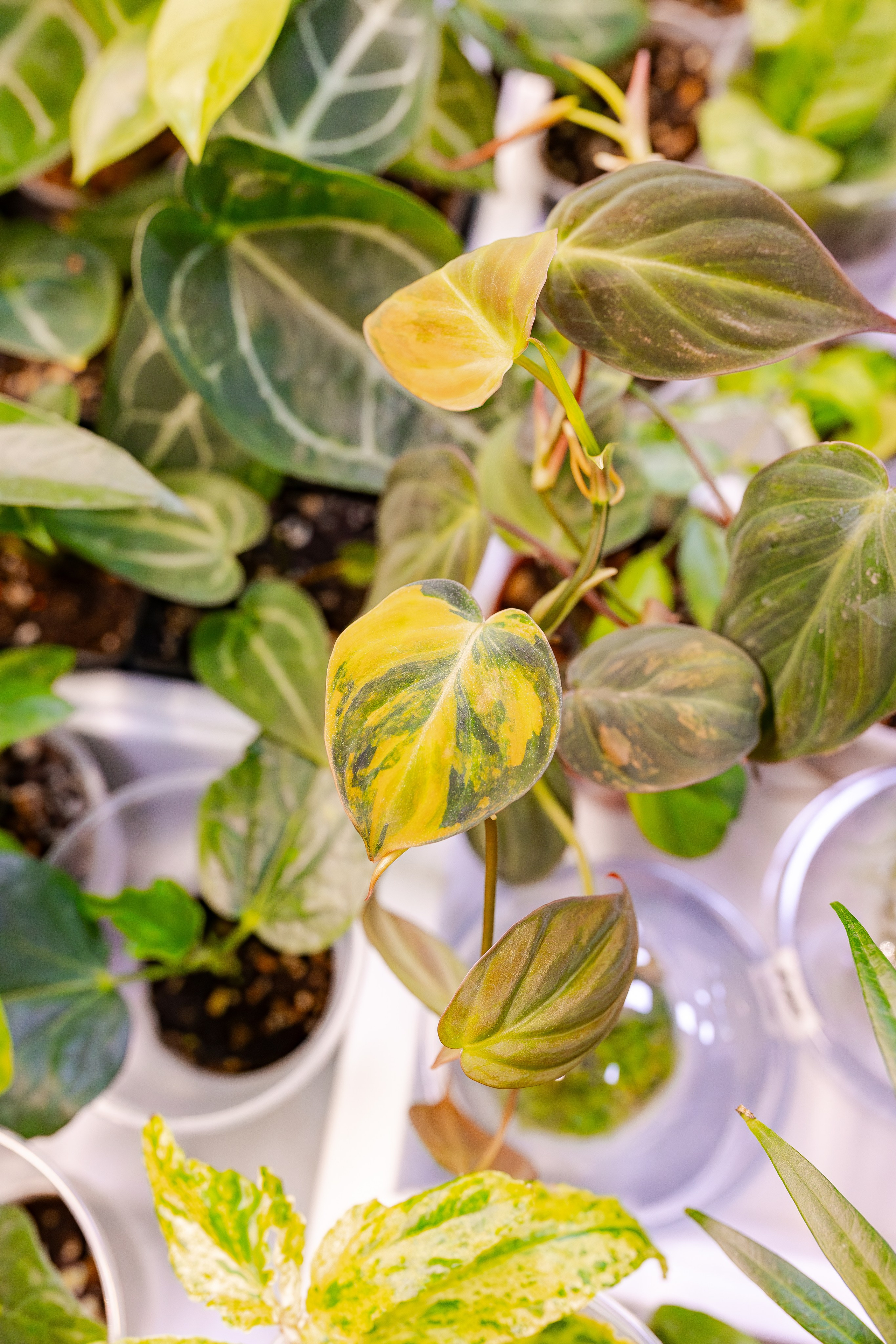 Орхидиум сентябрь 2025. Александра Куликова фотограф, Москва