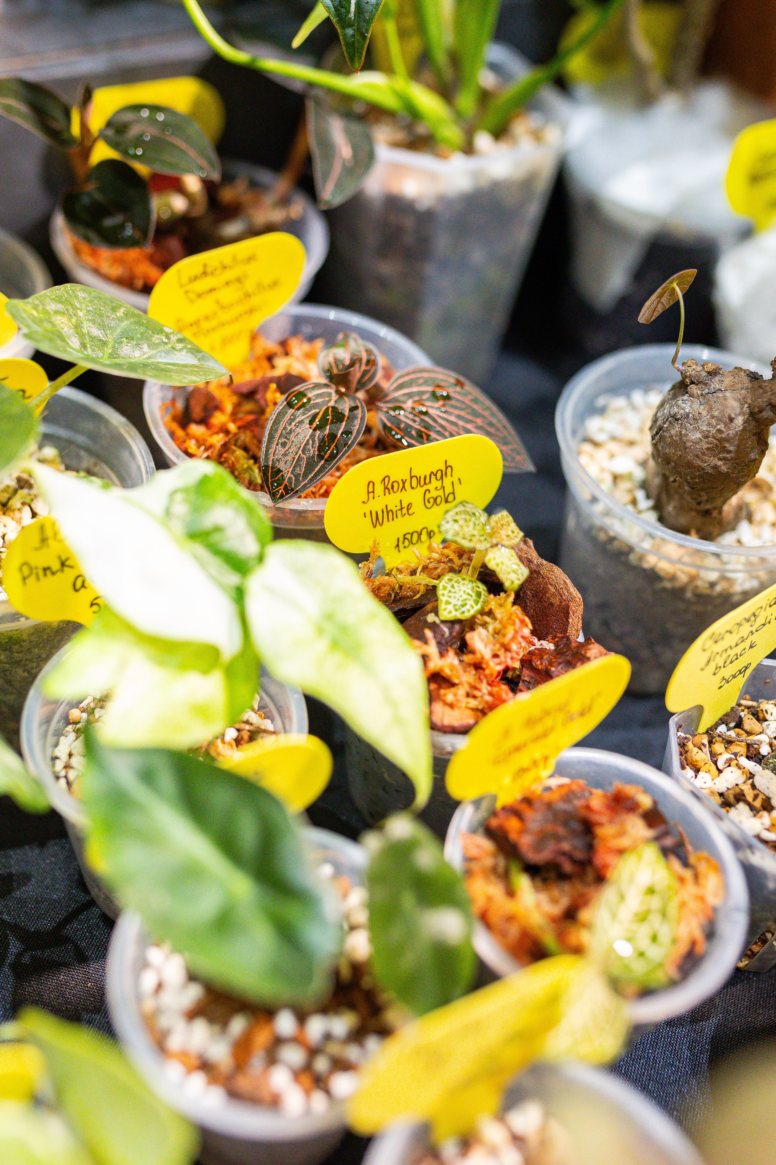 Монстериум 11–12 октября. Александра Куликова фотограф, Москва