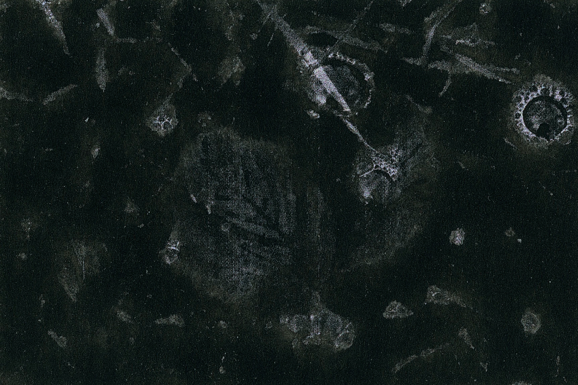 I Hear the Birds. Viktoria Kovshikova