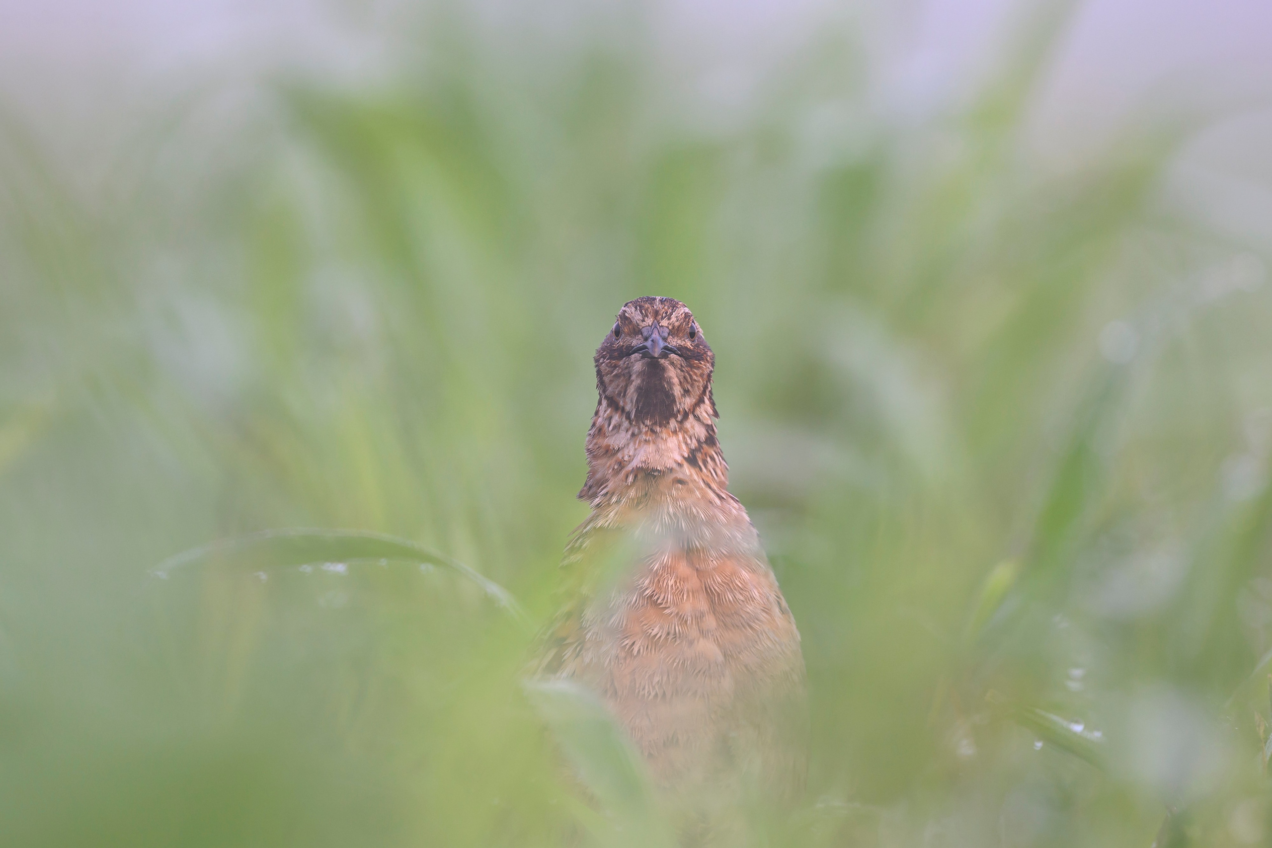 Перепела в тумане. Wildlife photography by Sergey Puponin