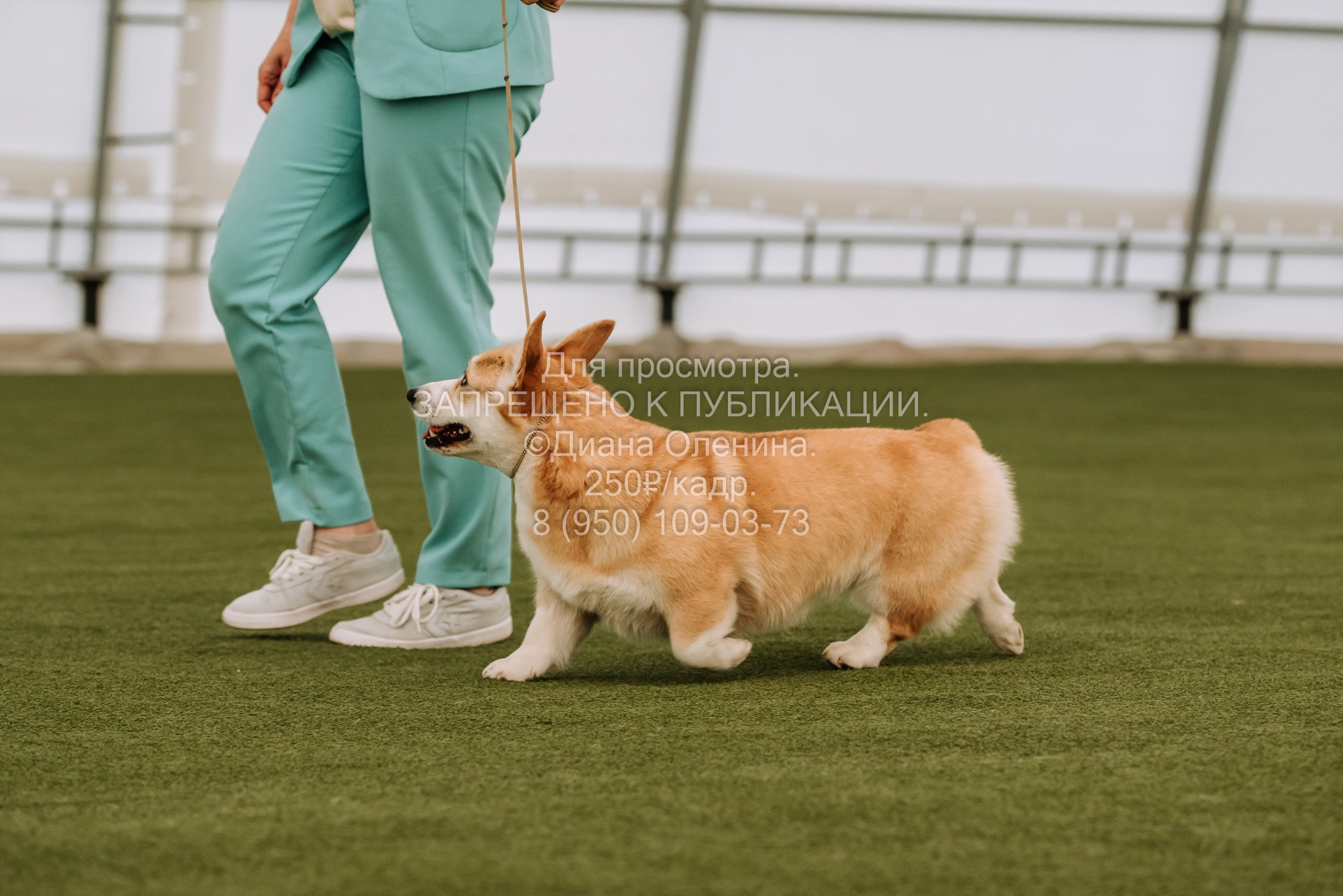 Выставка собак Красноярск 2.06. Фотограф Диана Оленина Красноярск / Братск