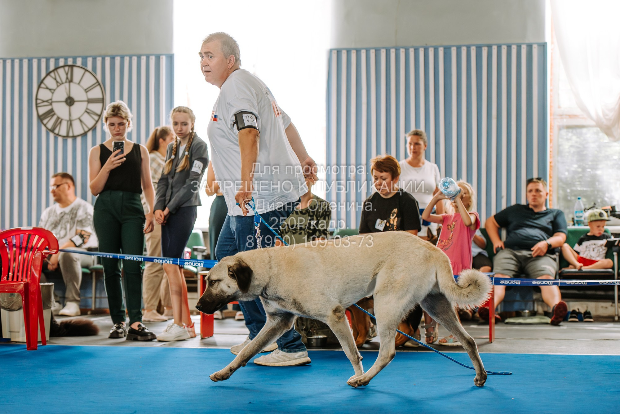 Национальная выставка собак всех пород ранга САС-IKU «Кубок Красноярск. Фотограф Диана Оленина Красноярск / Братск