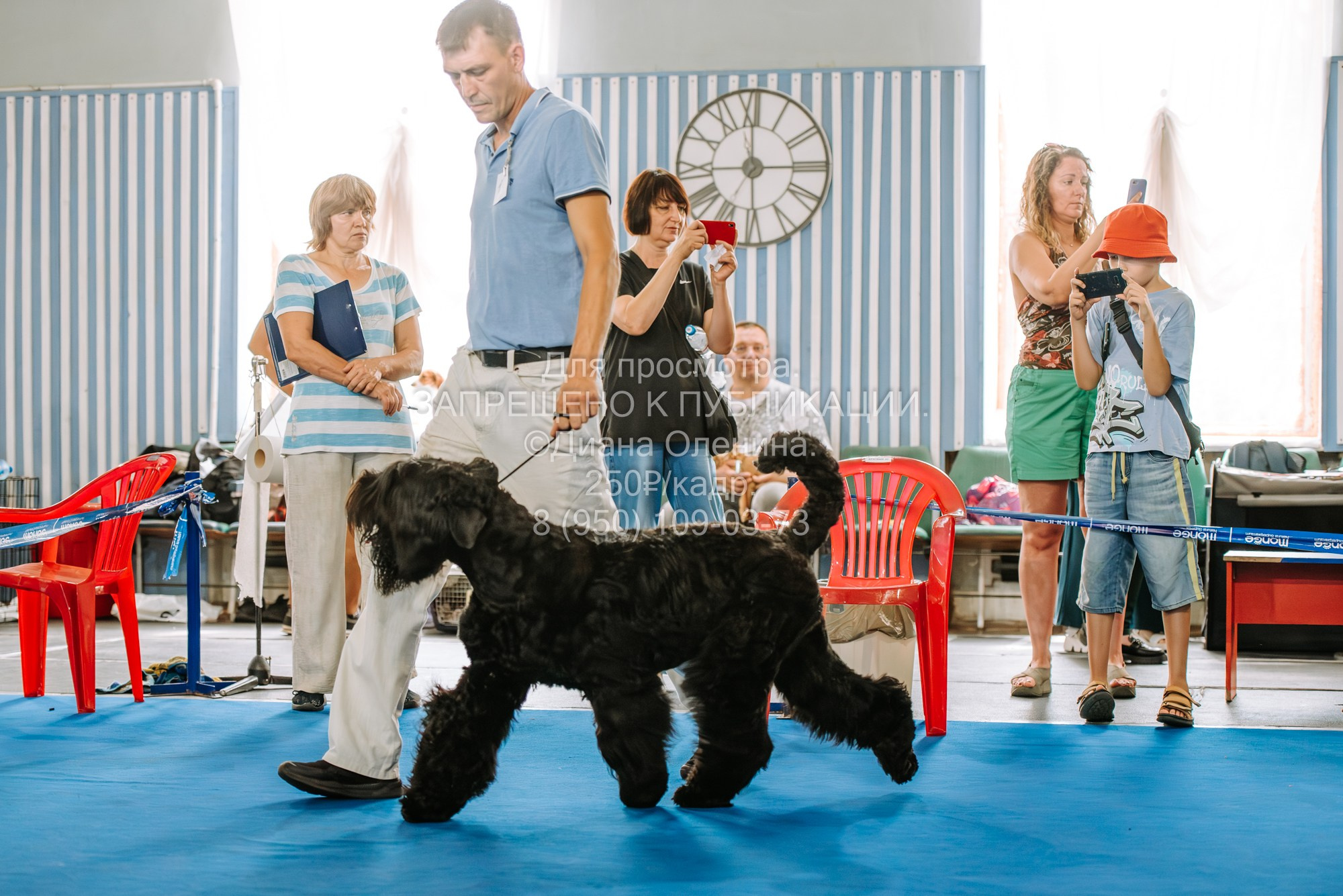 Национальная выставка собак всех пород ранга САС-IKU «Кубок Красноярск. Фотограф Диана Оленина Красноярск / Братск