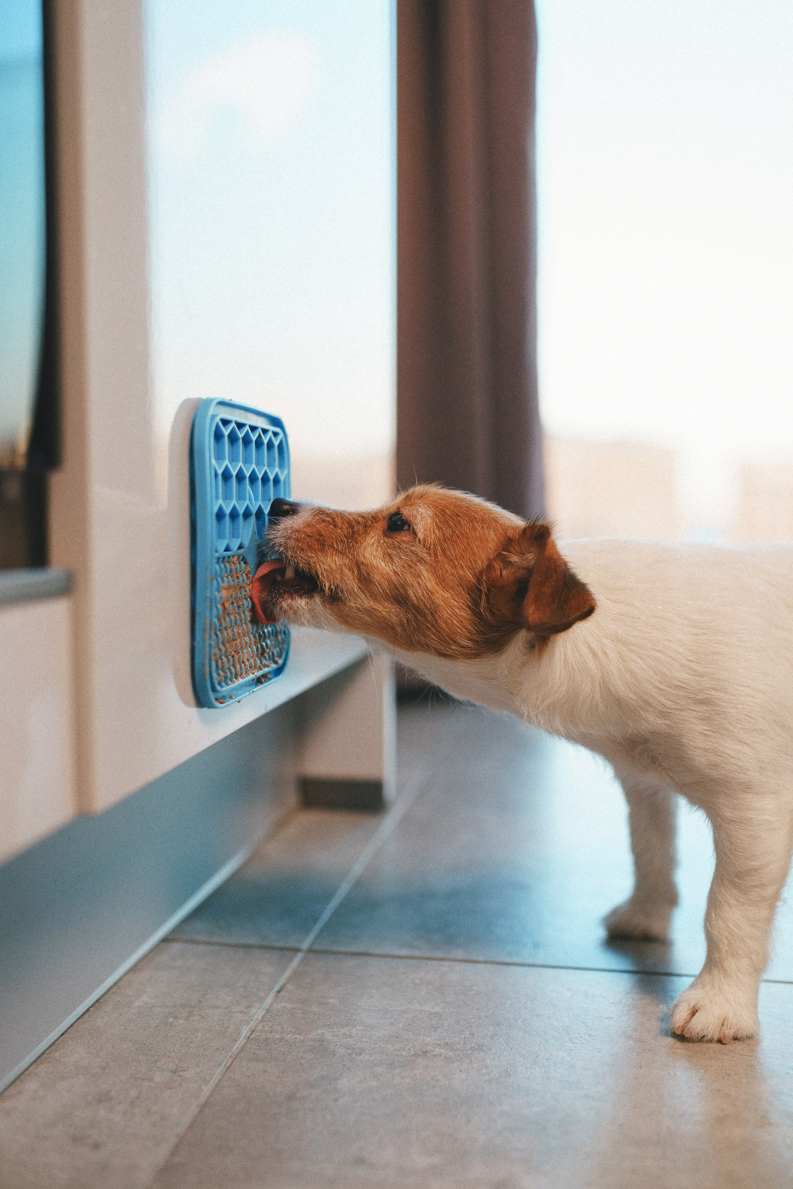 M-Pets. Фотограф анималист Осипчикова Мария