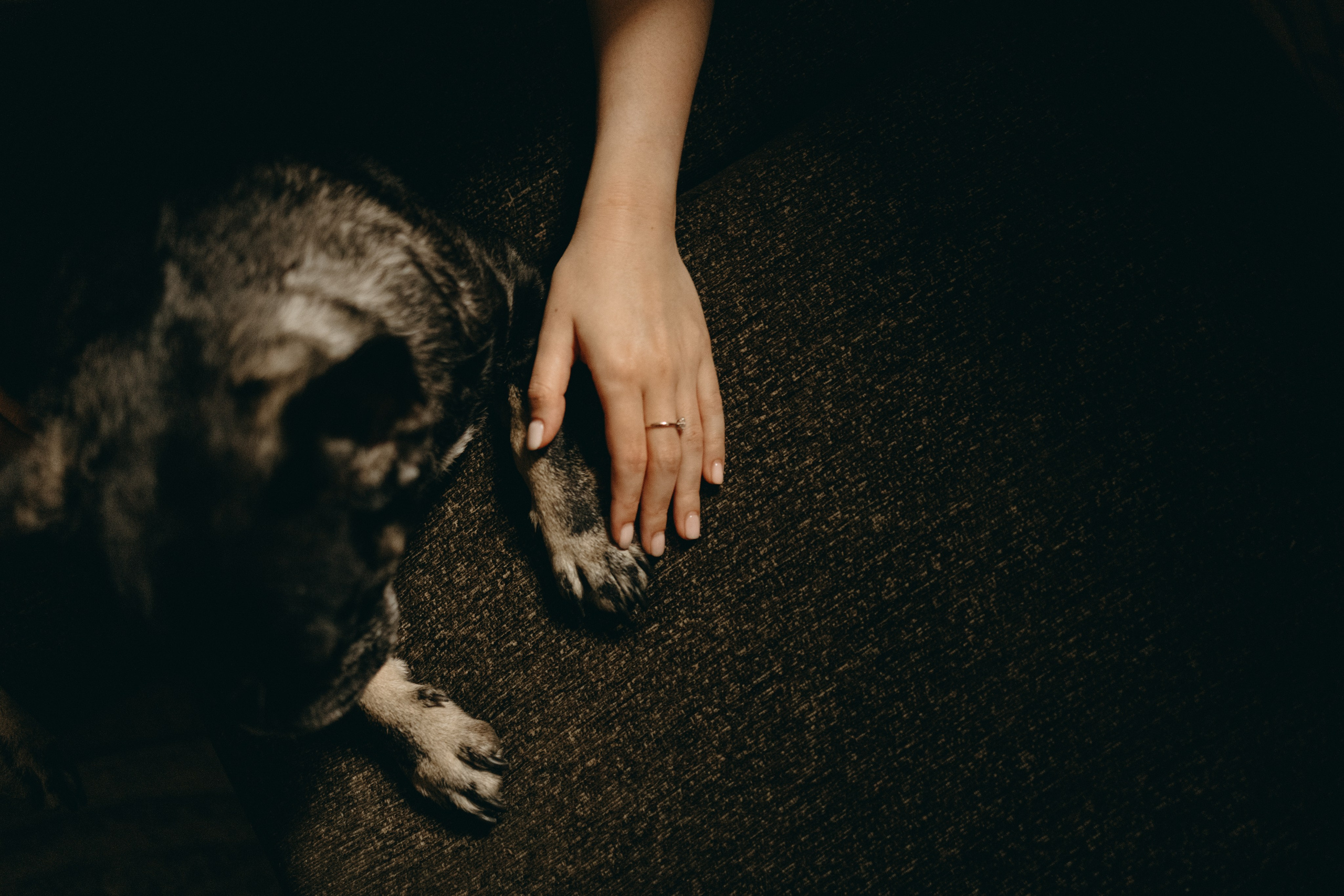 Софа и ее хвостики. Фотограф — Анималист | Санкт-Петербург