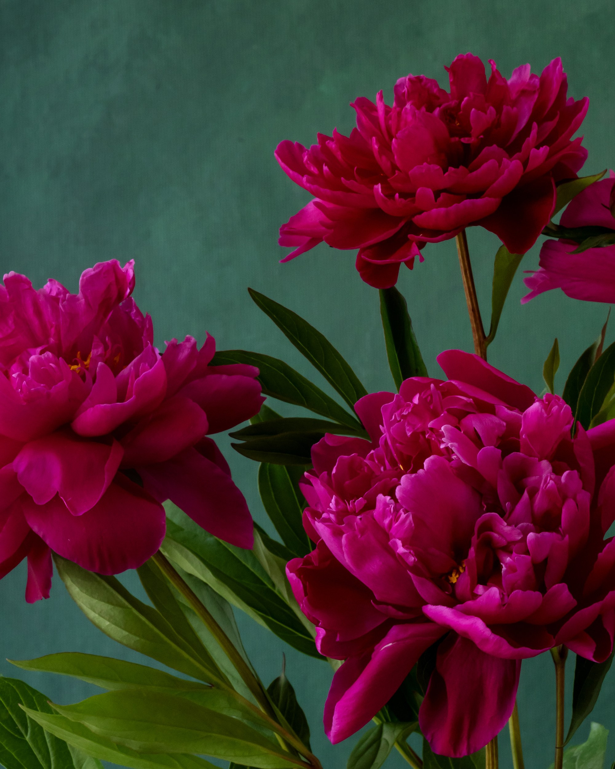 Ruby Sparks. Author’s fine art prints with international delivery