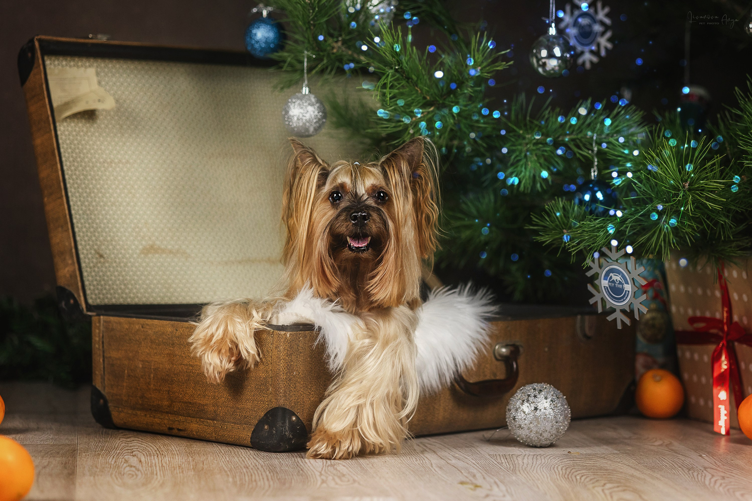 Фотодень_1 2025. Фотограф анималист Аня Ливанова | Рыбинск