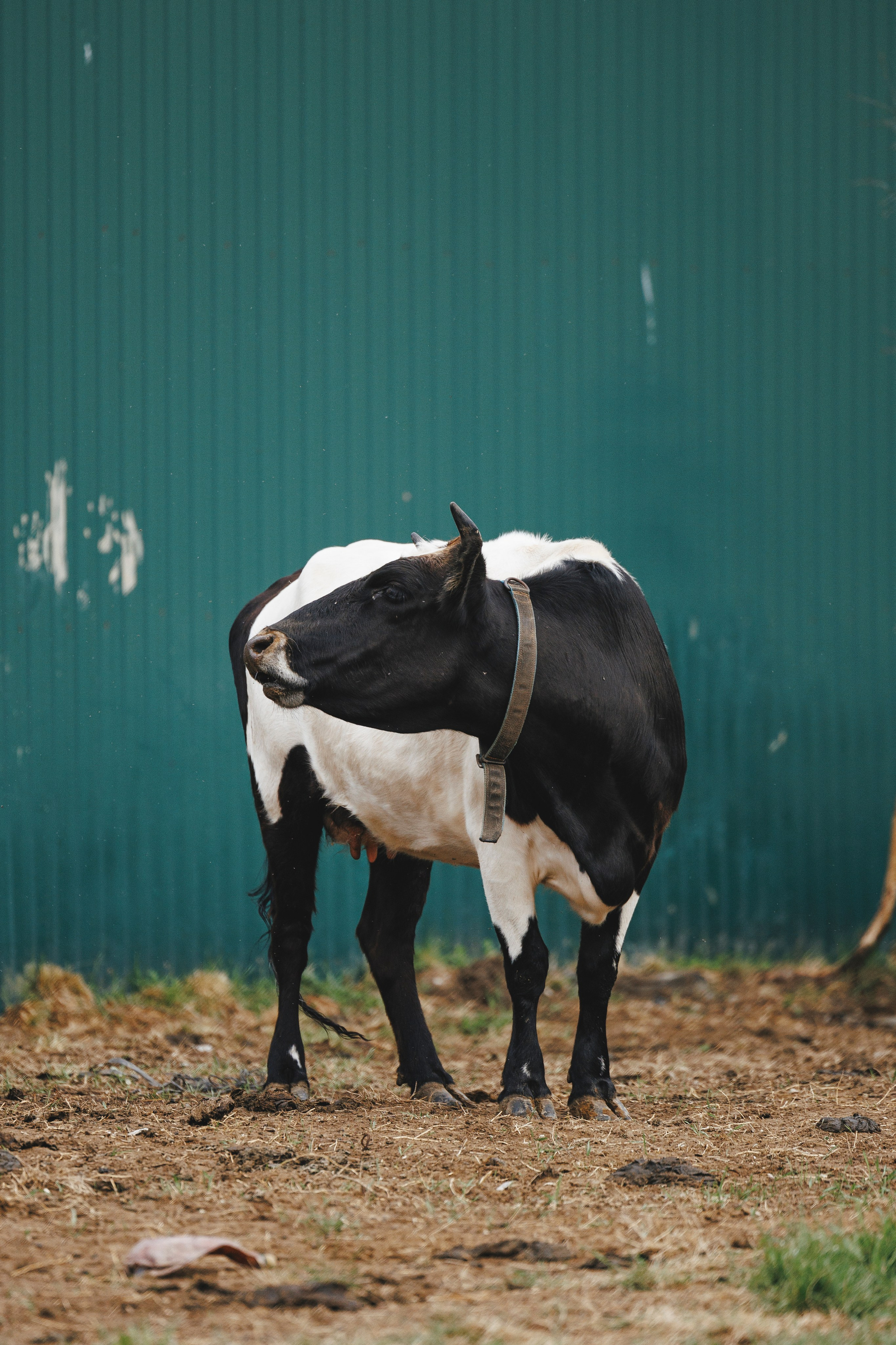 Керро поле. Фотограф-анималист Анна Маринич
