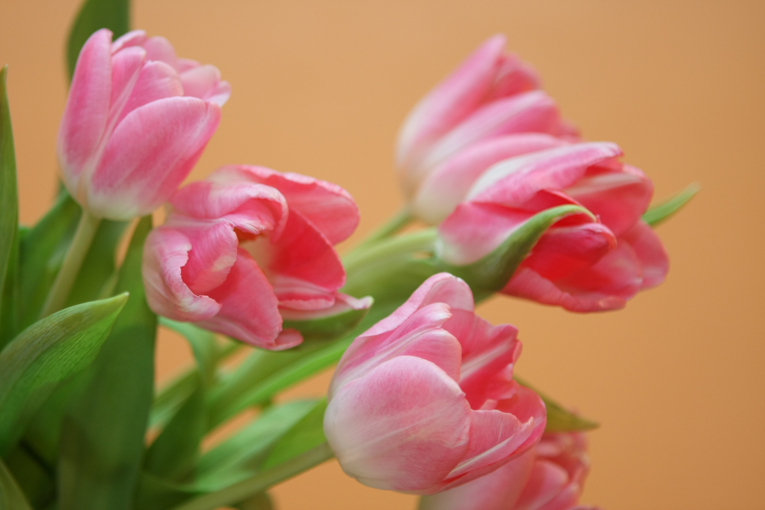 Фото Природы Забайкалья. Студия Максима Белослюдцева