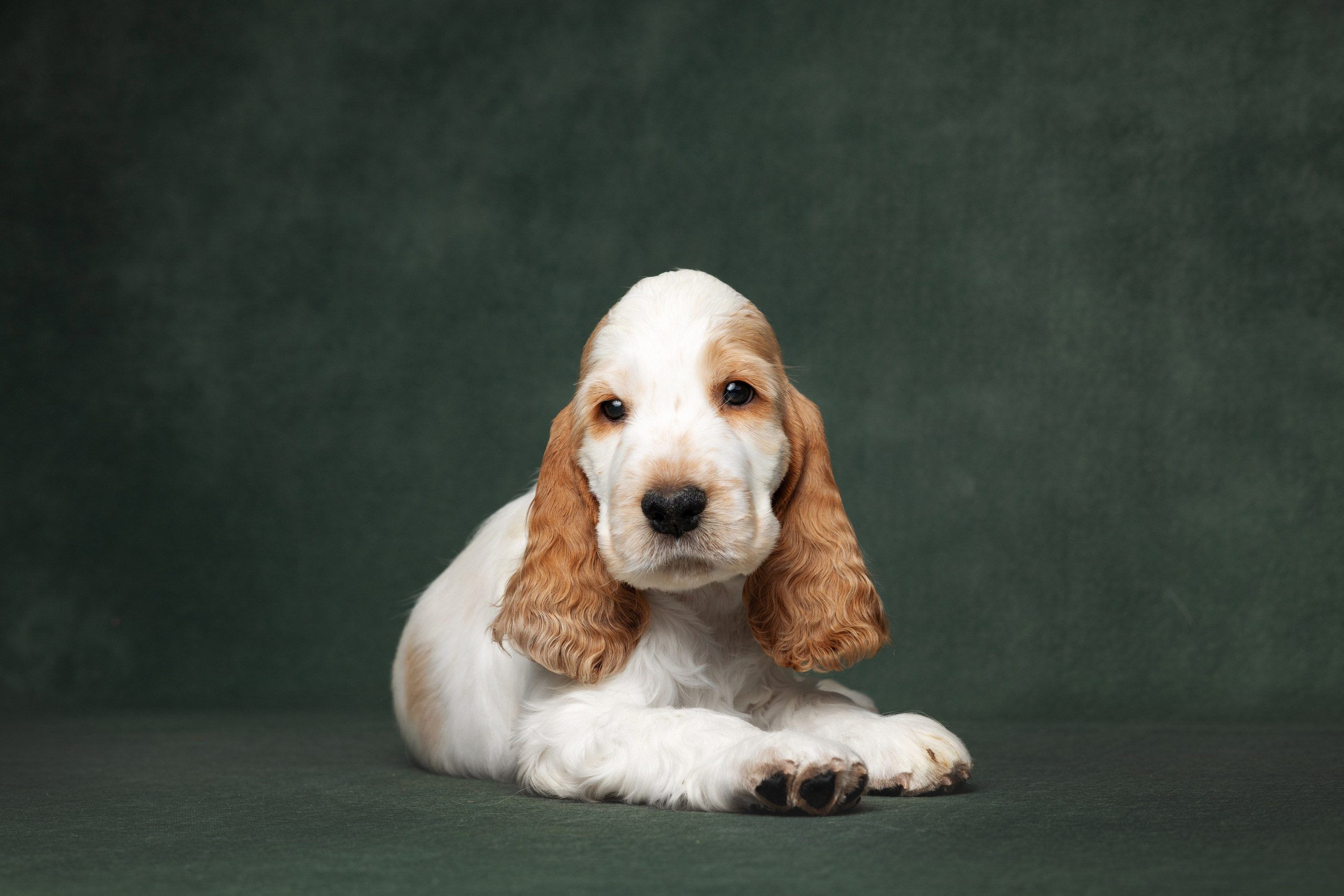 Английские коккер-спаниели. Фотограф анималист Осипчикова Мария