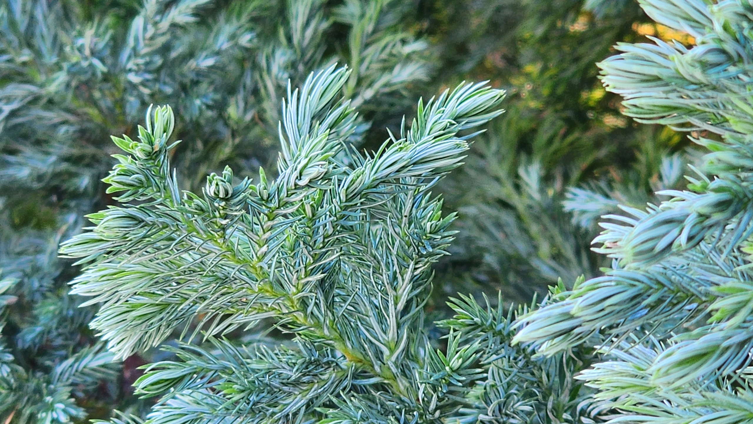 Горячий Ключ (2024-09-22). Собор Отрасли