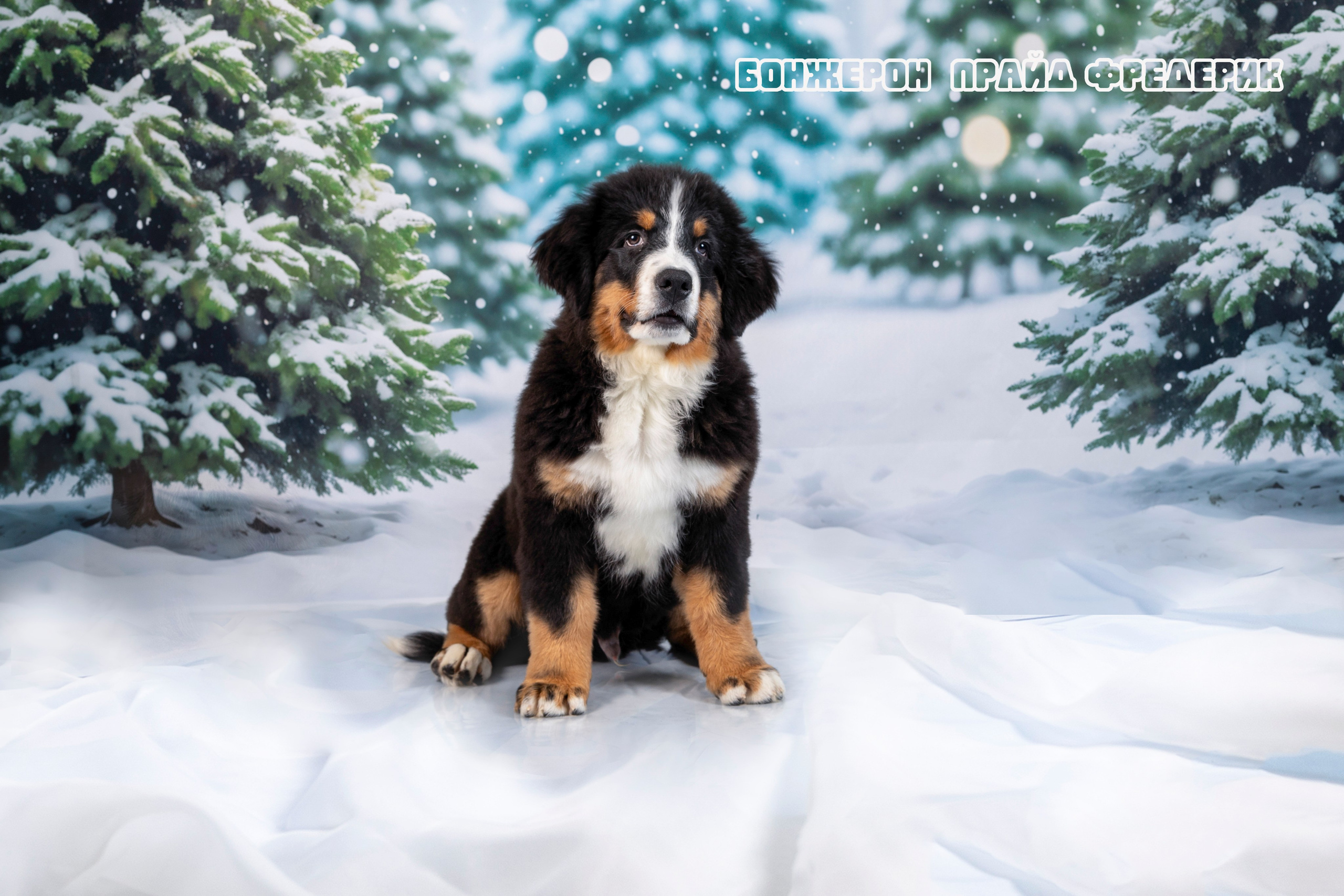 Бонжерон прайд. Фотограф 📸 семейный, предметный, репортажный