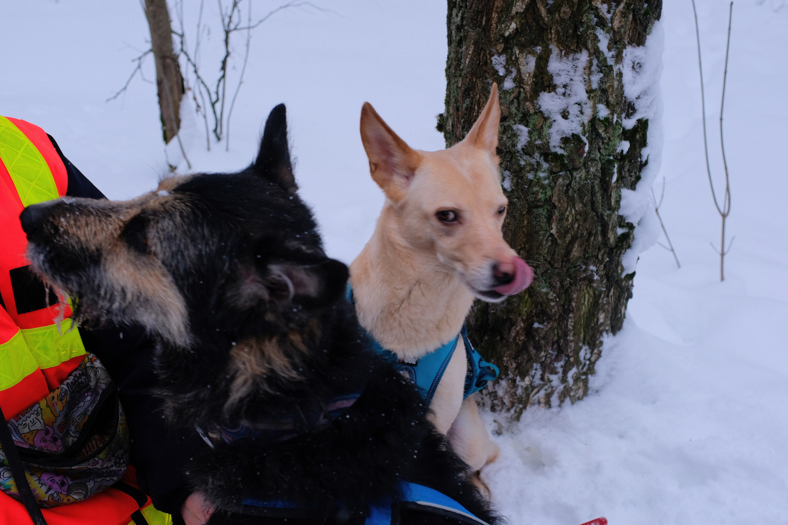 Рик, Листик и их Катя. Дмитрий Бречалов