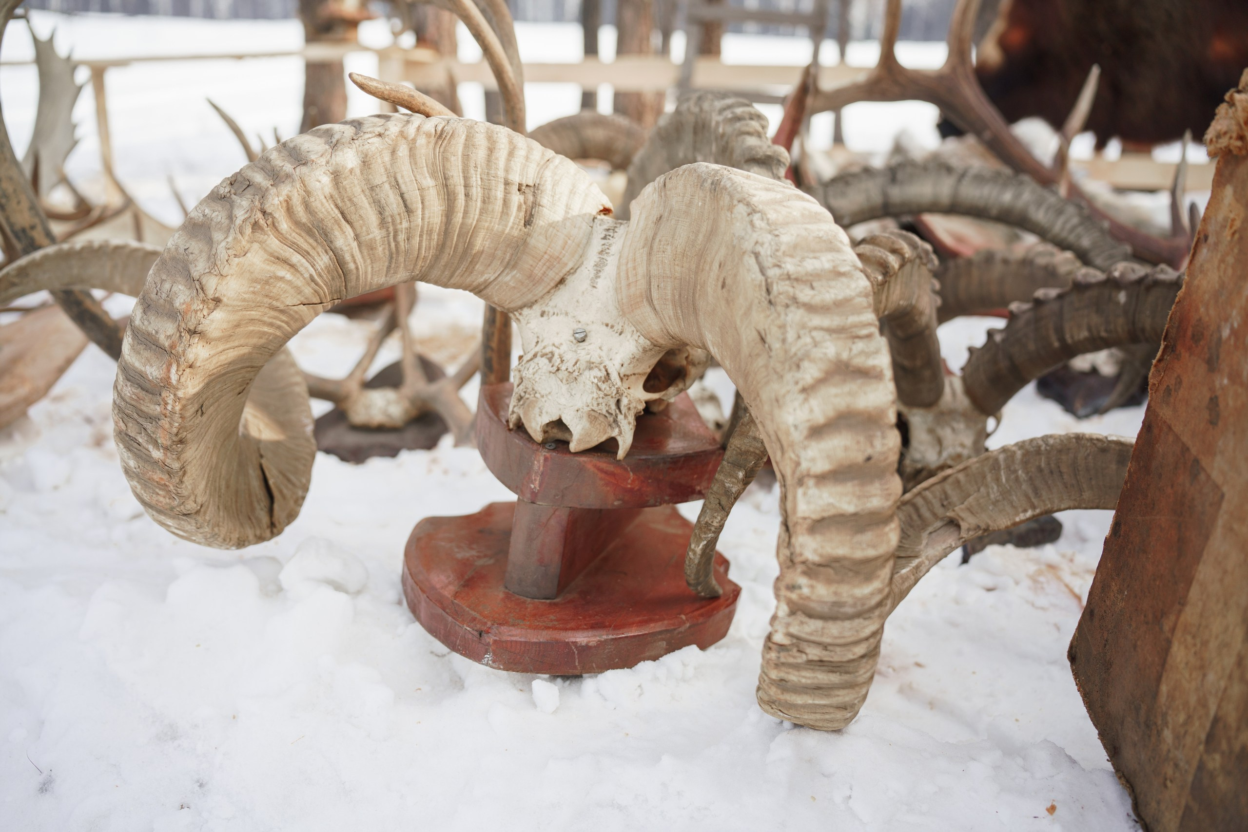 В олене жизнь. Фотограф в Красноярске Нерозя Александр. Пейзаж, природа, портрет