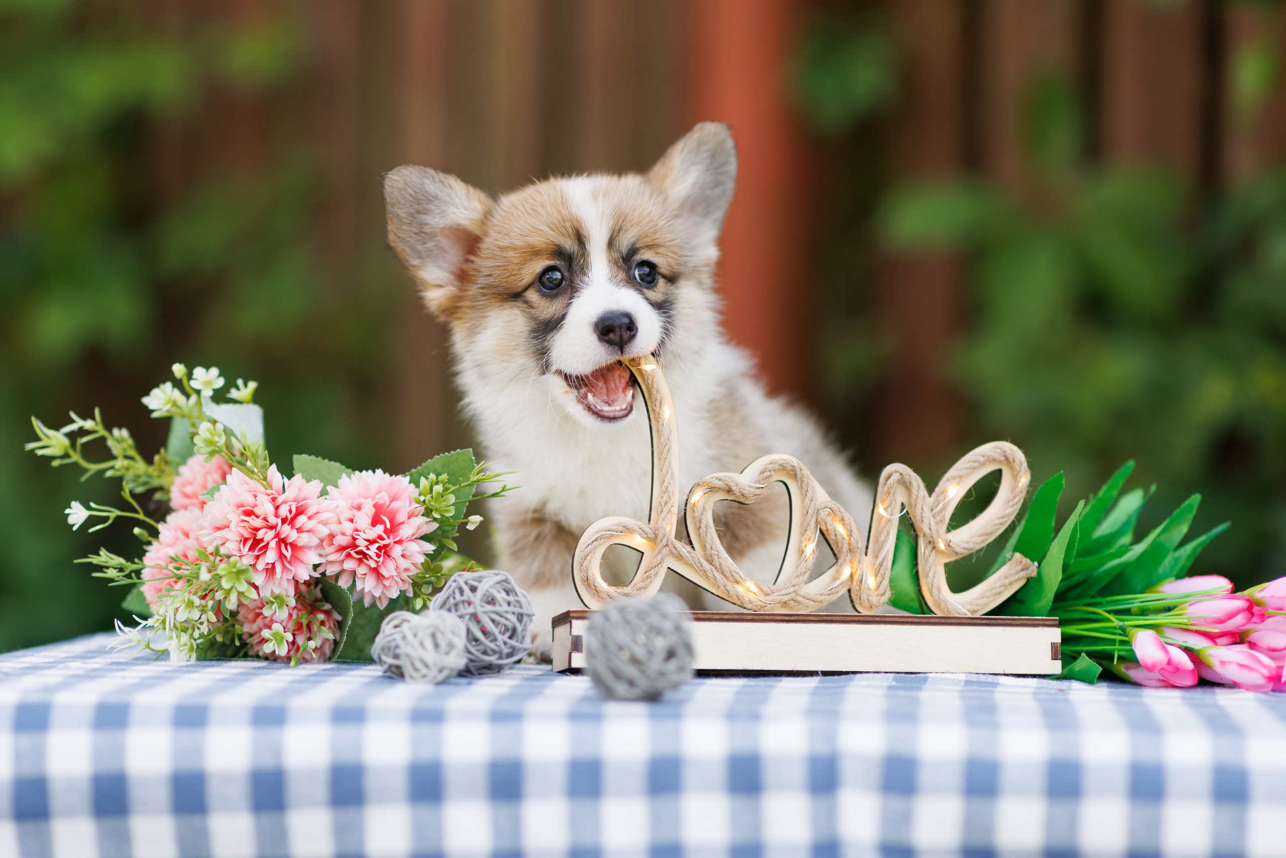 Щенки. Фотограф для вашей собаки
