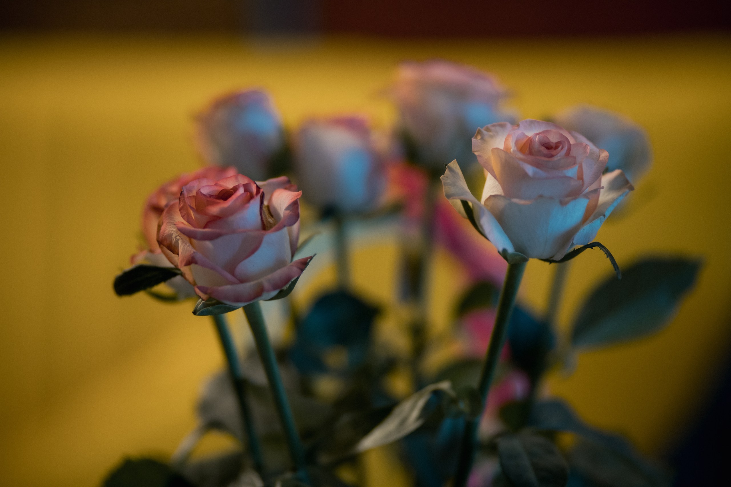 Корпоративы, юбилеи. Свадебный, репортажный фотограф в Тюмени Сергей Тапилин