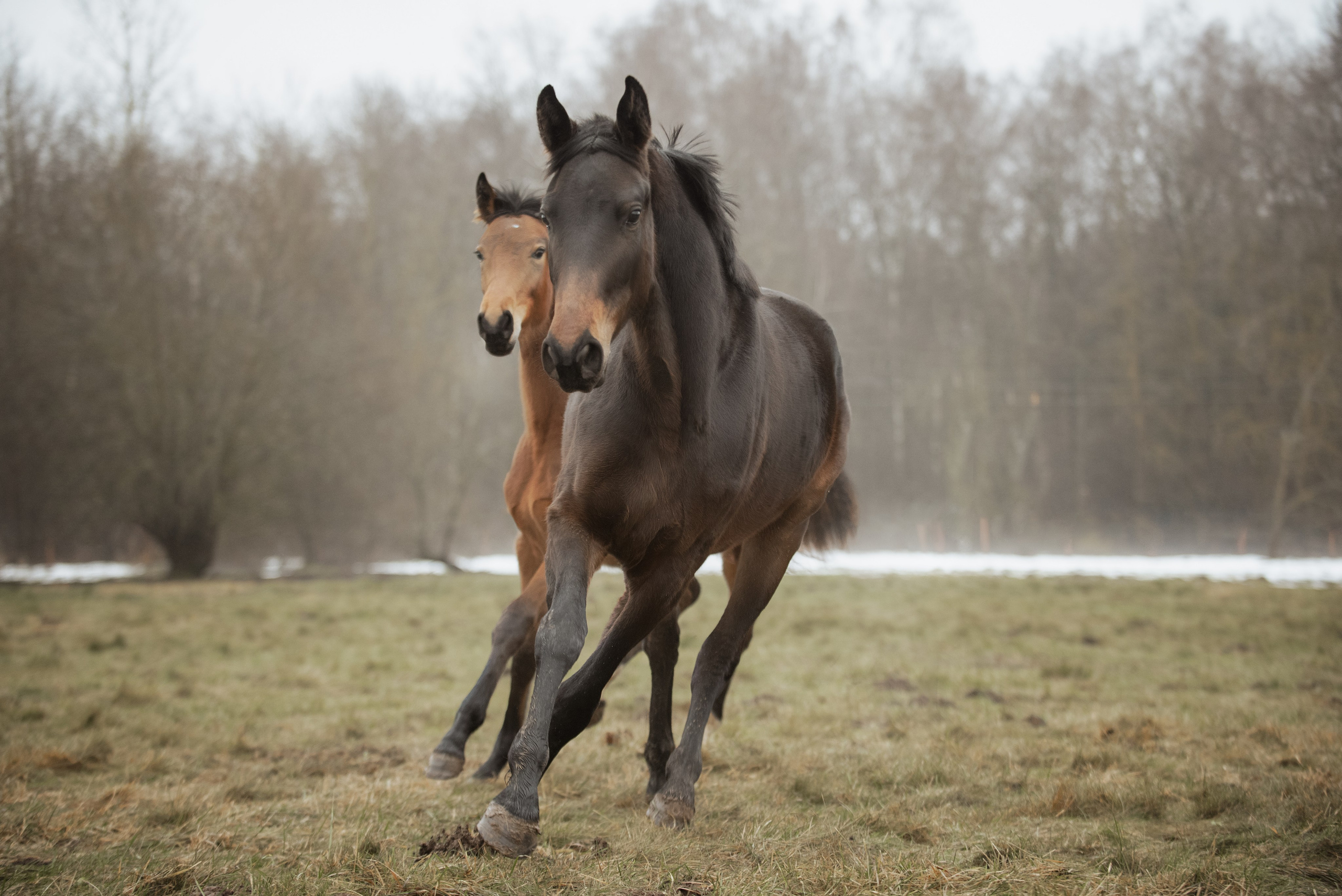 Мелкаши ЮНА. Куракина Дарья • Конный фотограф