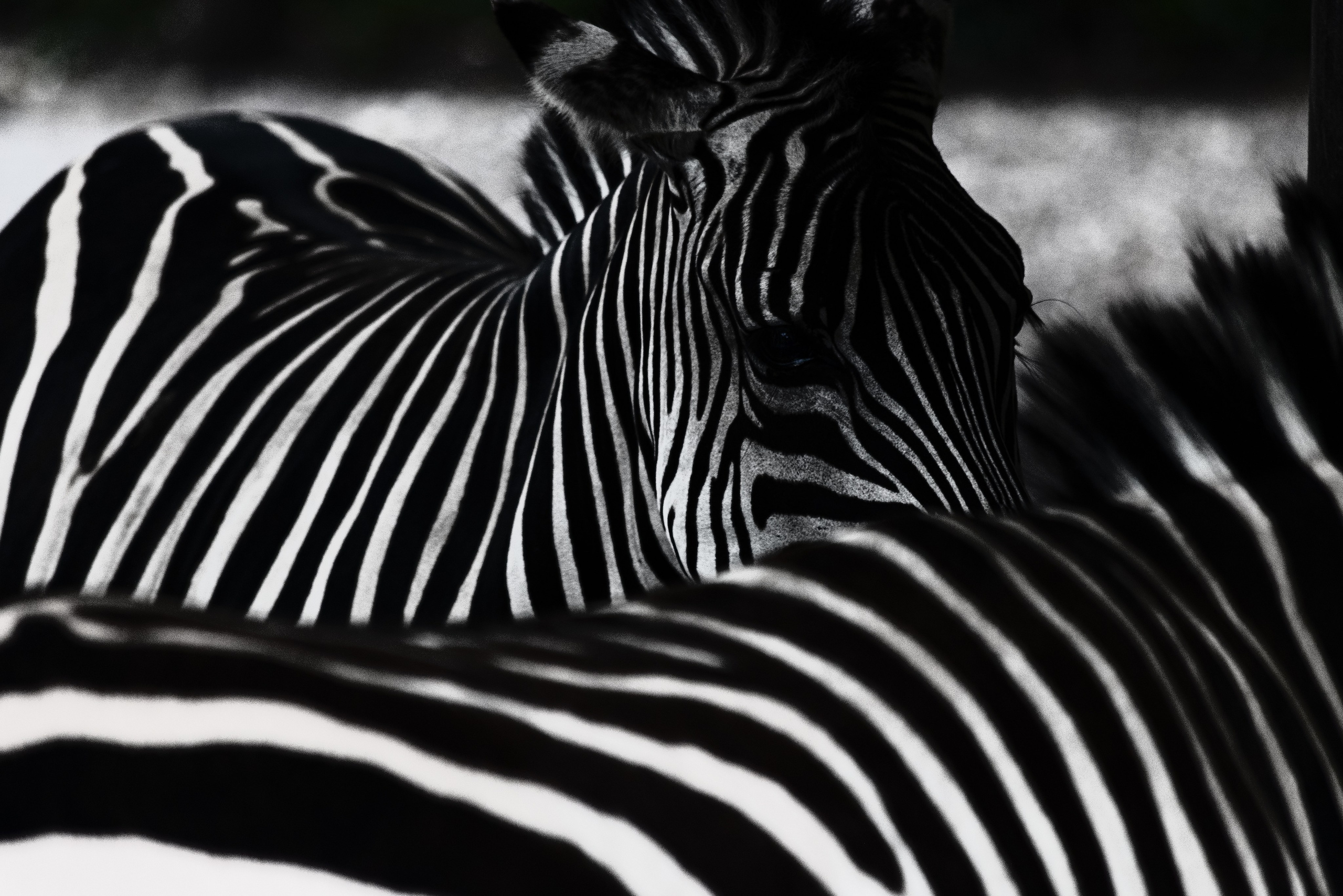 BLACK & WHITE. Art Рhotographer Russia/Moscow