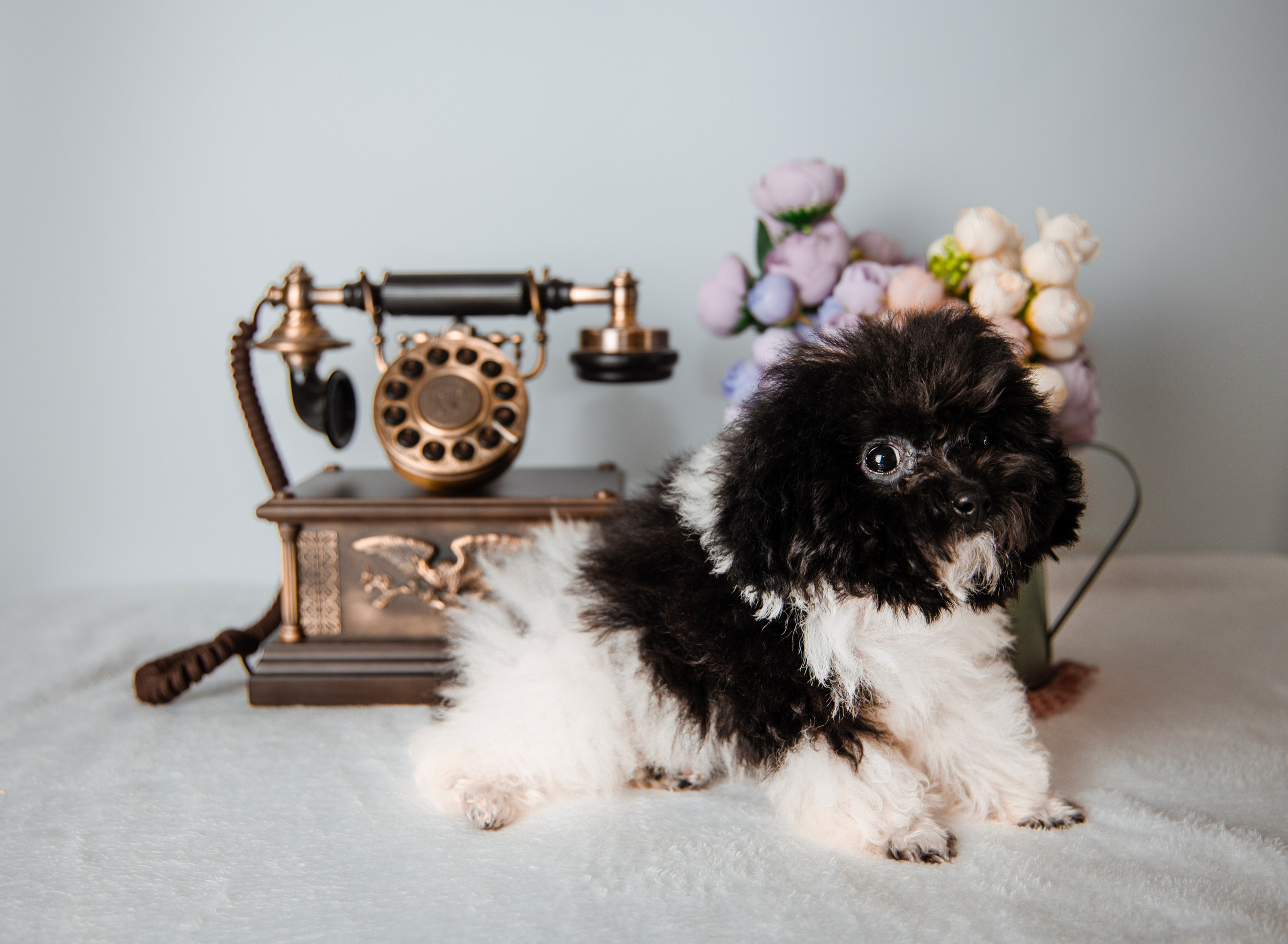 Фотограф Татьяна Марсуверских г. Жуковский, Москва и Мо. Репортажные съёмки, фотосессии,  фотограф анималист, фотосъёмка животных. Фотограф для маркетплейсов, фотоуслуги в Жуковском Татьяна Марсуверских