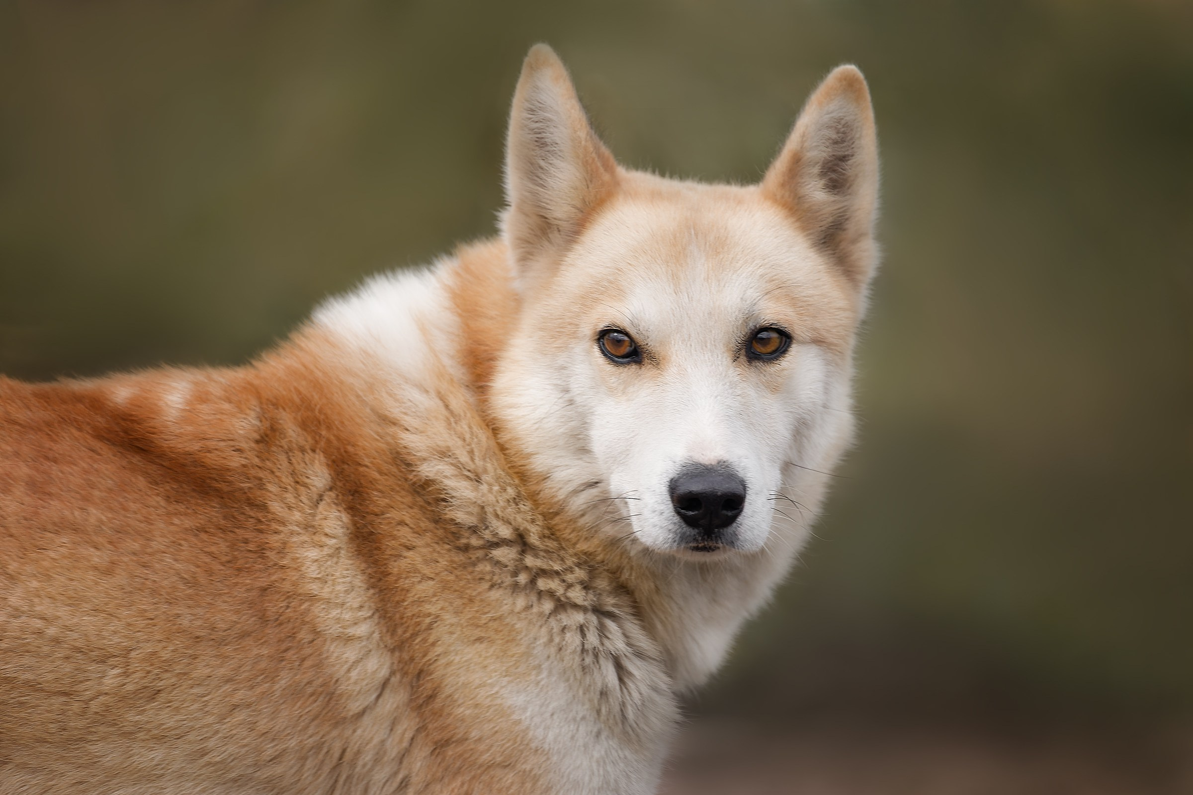 Собаки приюта «Дом северной собаки». Irenephoto.ru