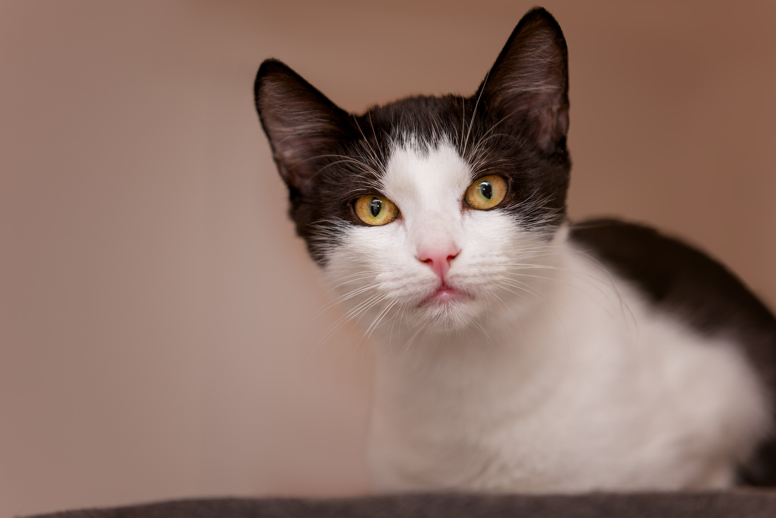 Кошки и котята в приютах. Irenephoto.ru