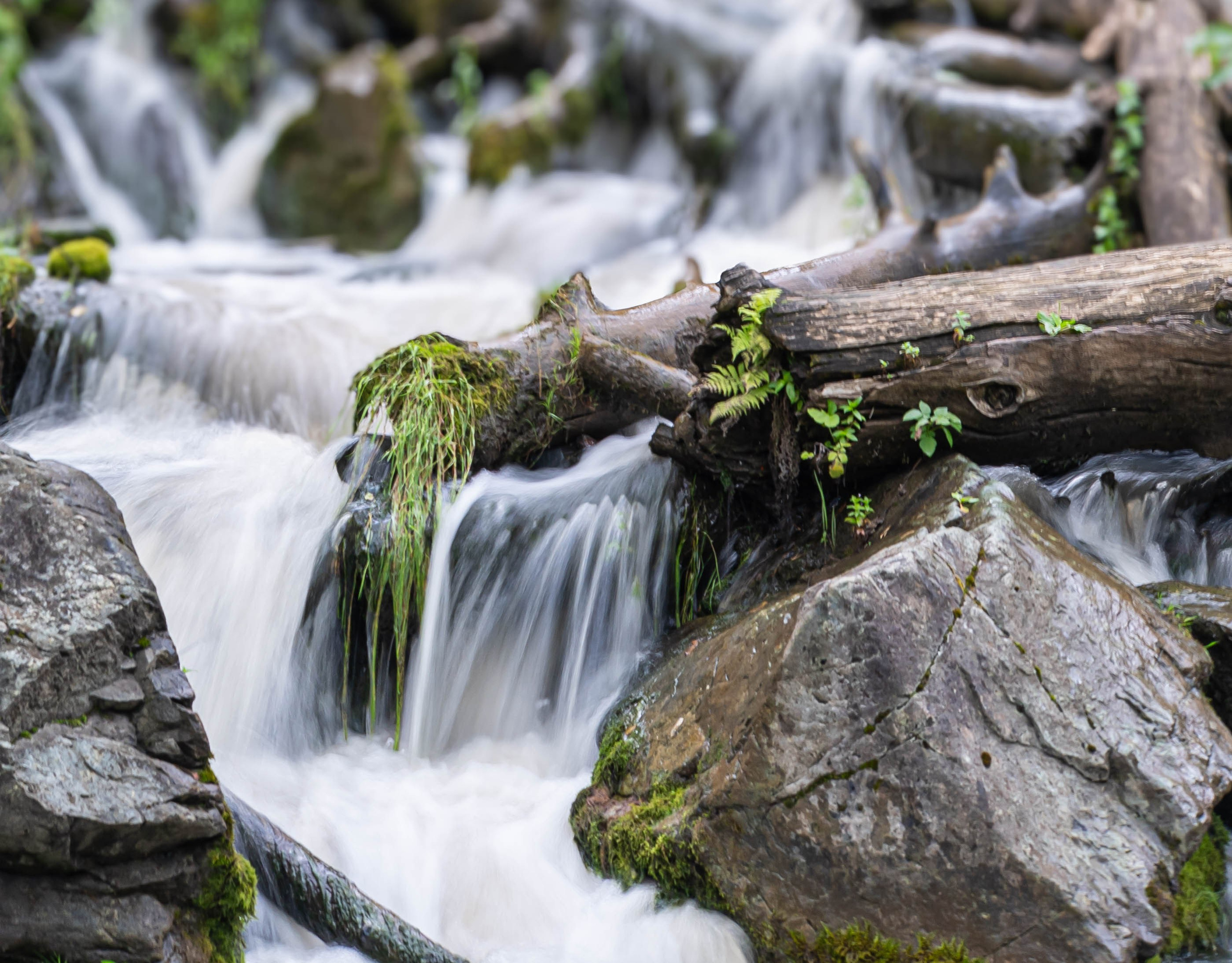 Фотосессия на природе Новосибирск Краснообск