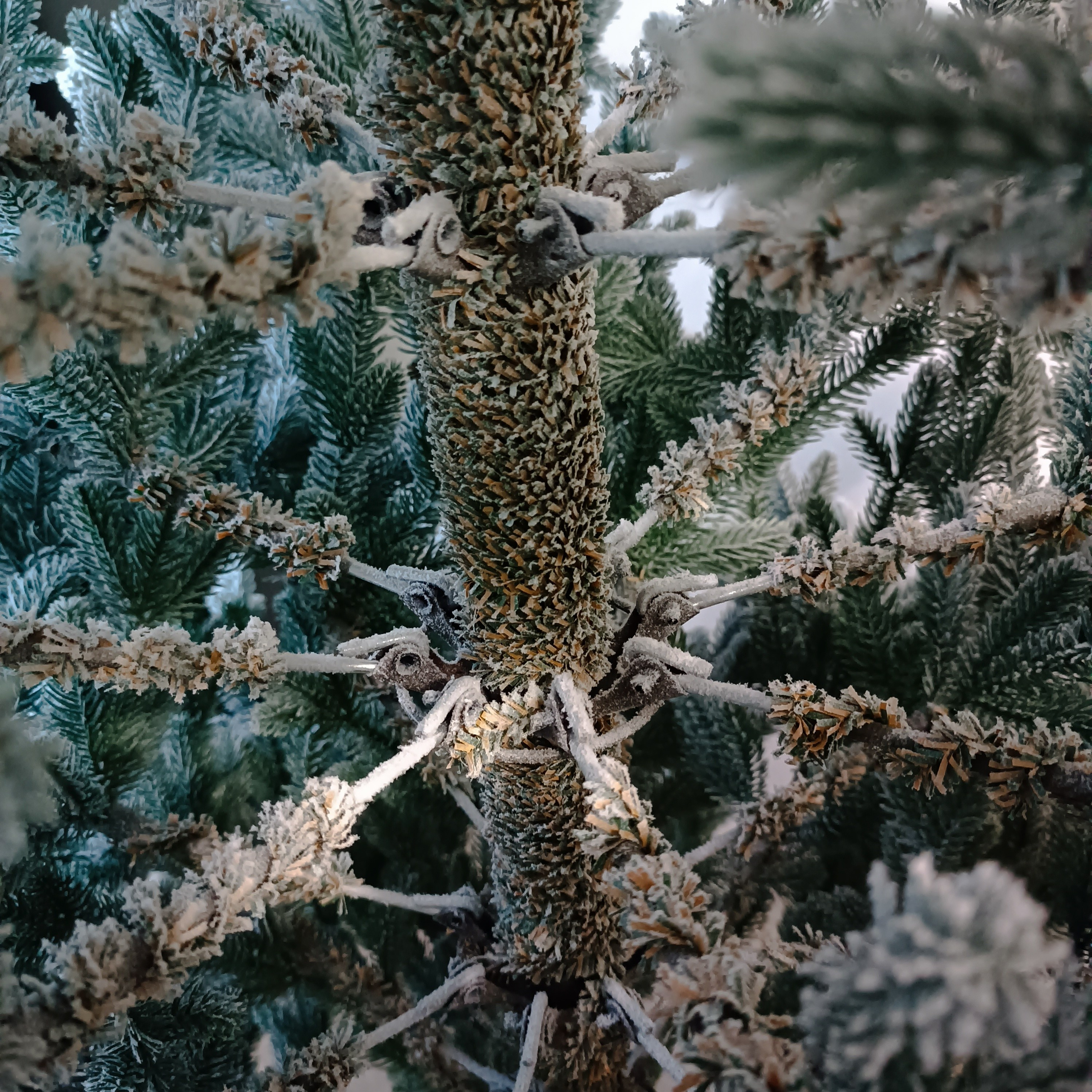 ВИВА. Elki_grodno