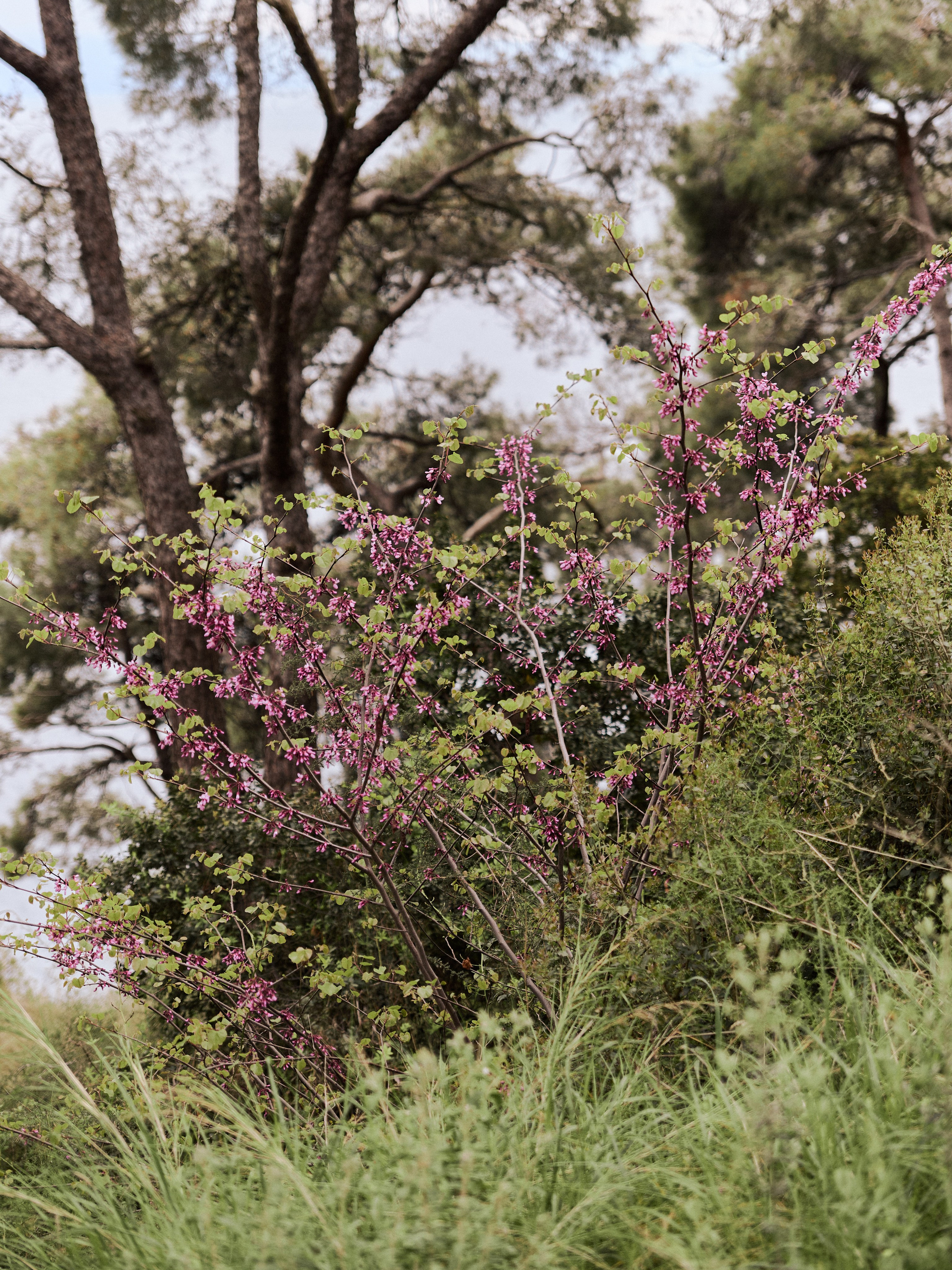 Природа. Jorgis Talè — photographer, kind person, teacher of arts and other mag