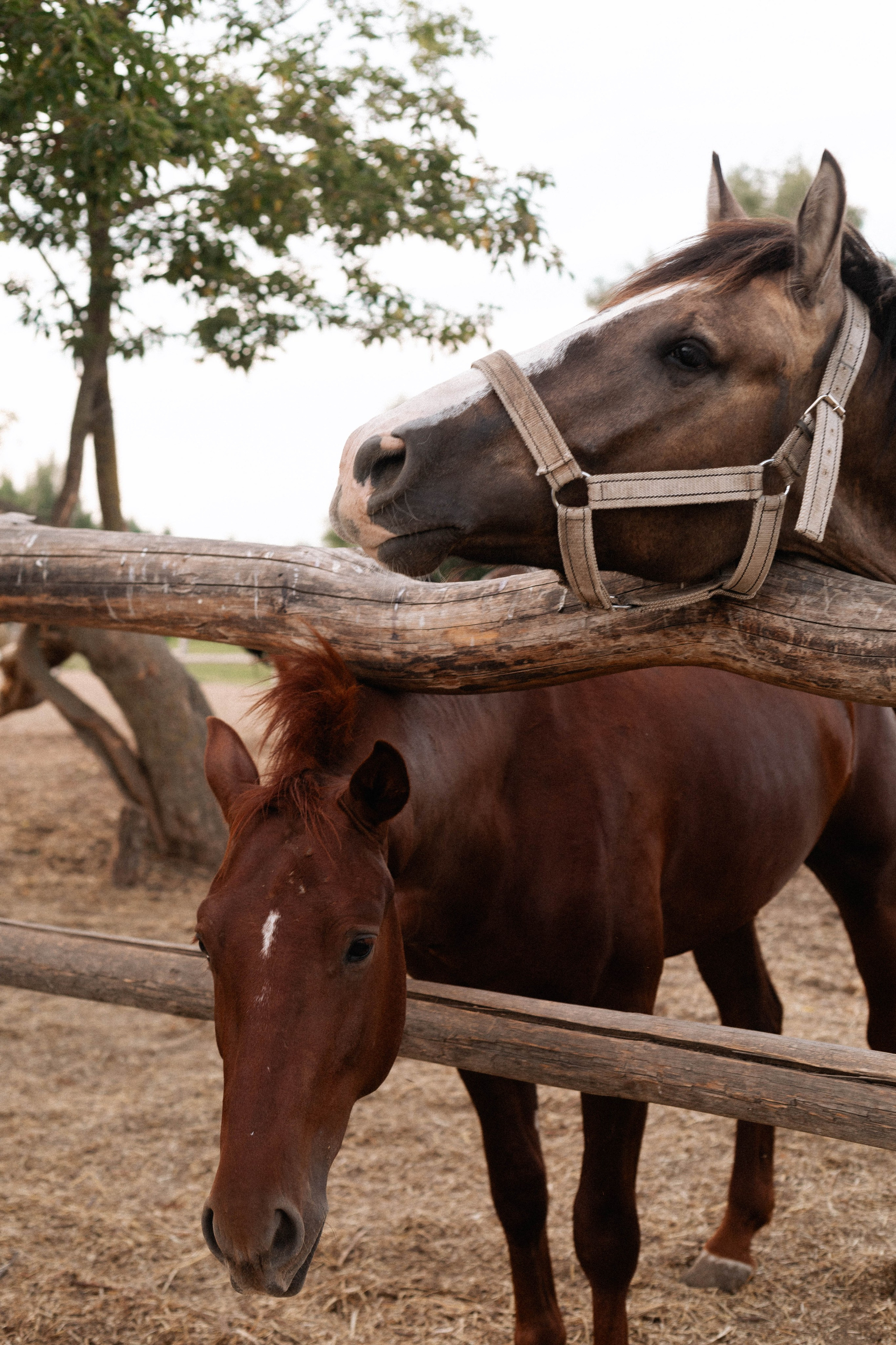 Годик Нине. Свадебный и портретный фотограф Соломко Диана