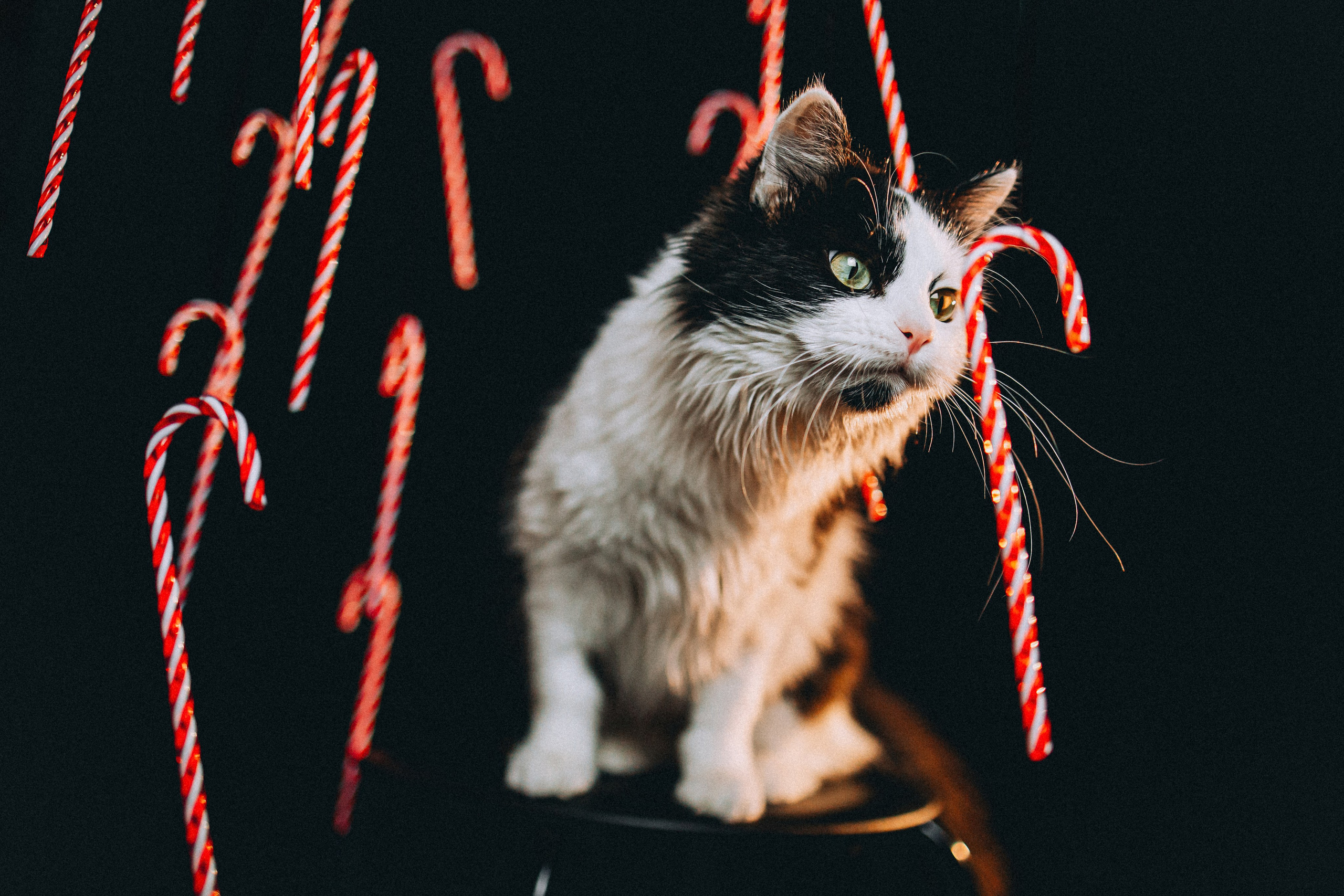 Джек, Бет и Кову