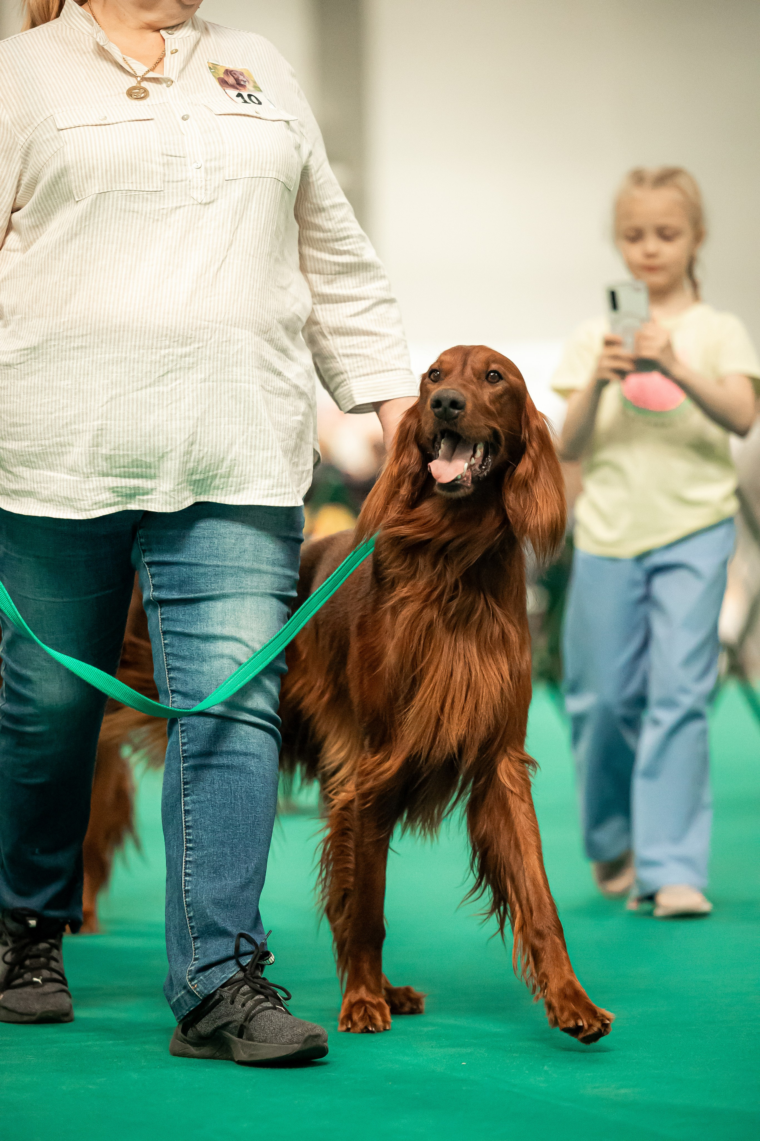 Выставка сеттеров 19.05.24