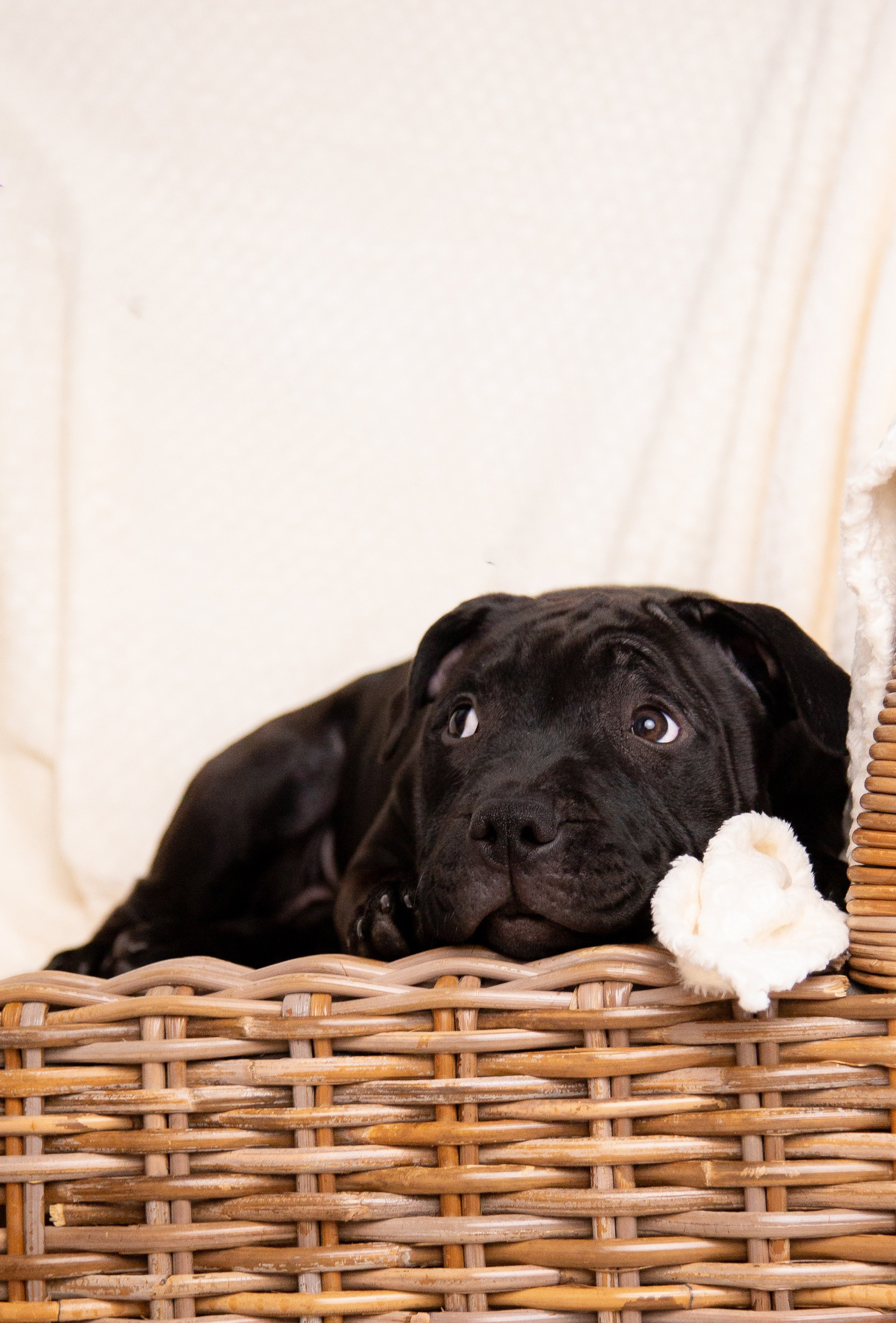 Новогодние малыши. Фотограф Анималист в Перми Анастасия Остерман