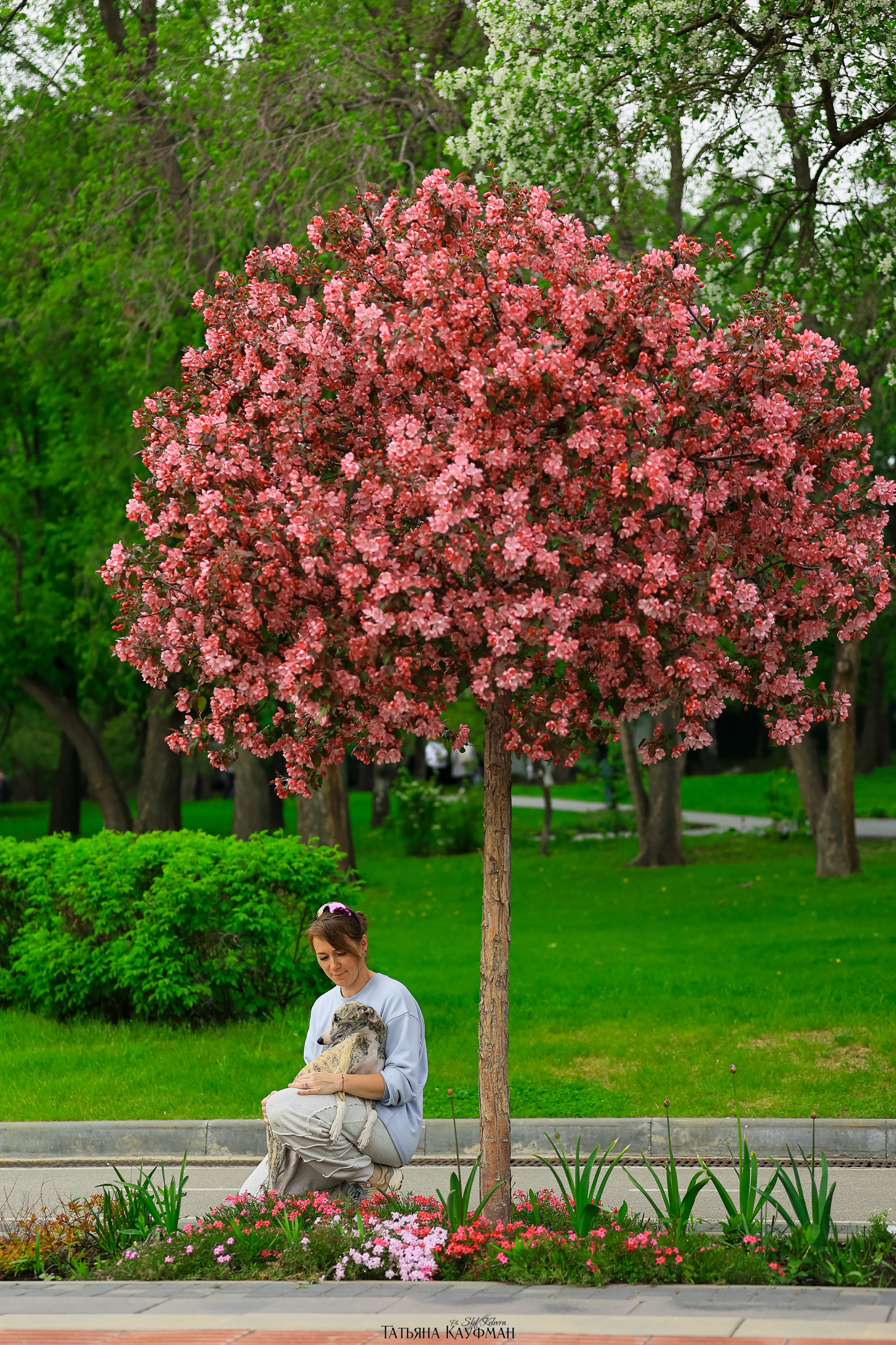 Уиппет, фотография уиппет, собака в цветах, красивая собака, фотограф анималист, фотокурс Анималистика, научиться фотографировать собак, фотограф Новосибирск