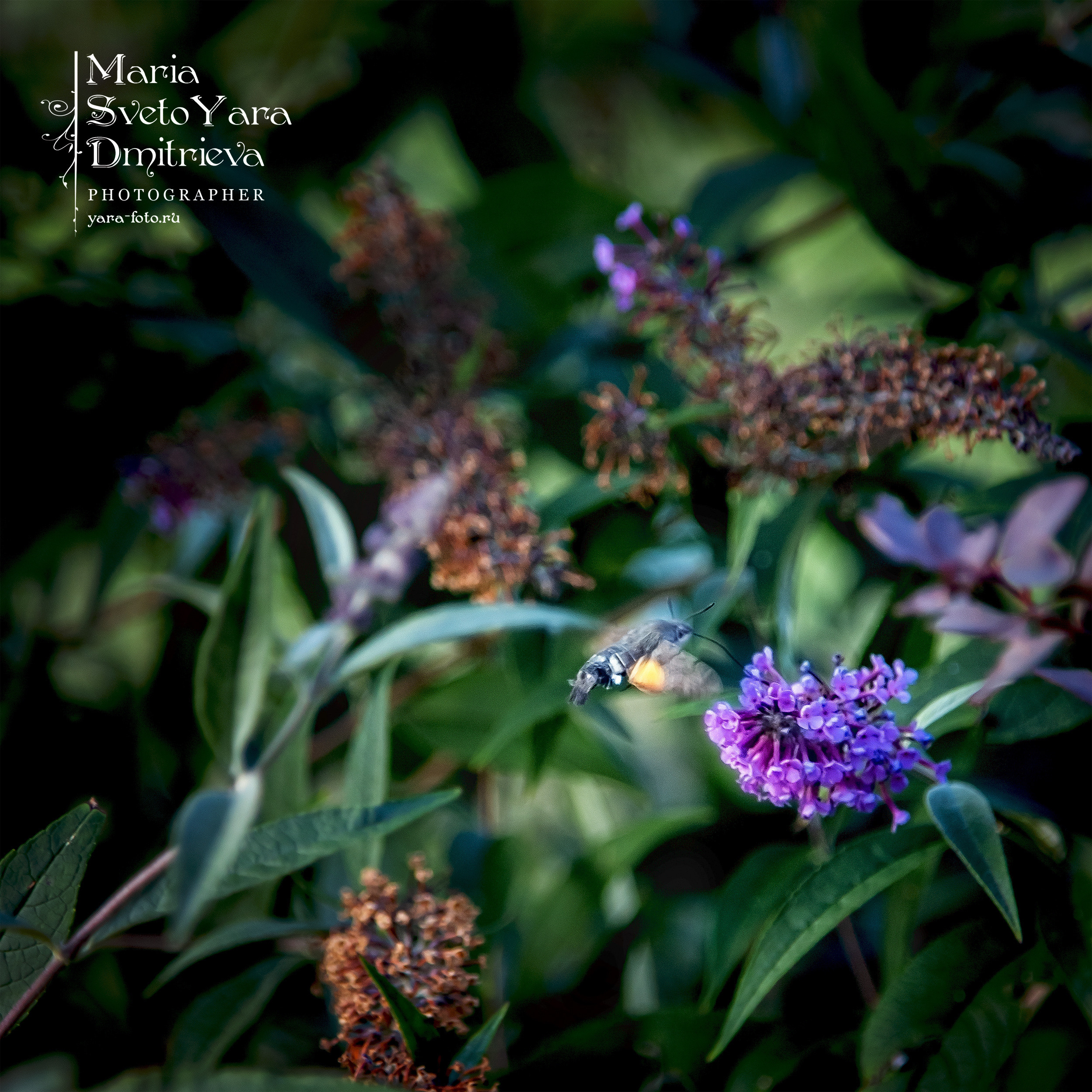 Бражник ❖ Жук-колибри ;). Фотограф в Симферополе и Крыму — Мария СветоЯра Дмитриева | Индивидуальные и семейные съёмки